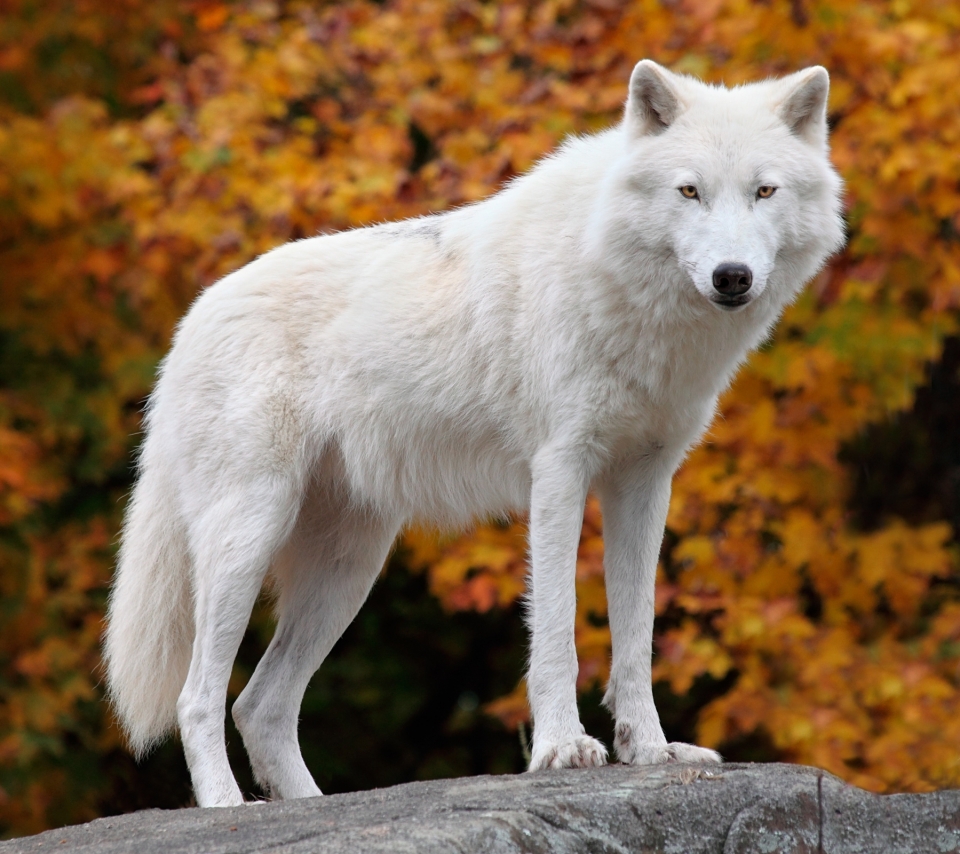 Хвост белого волка
