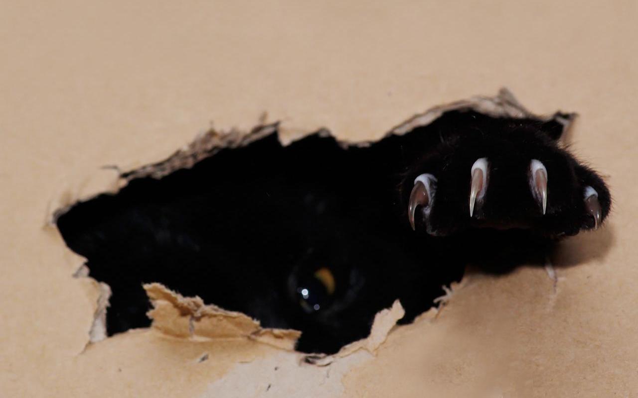 Черная Кошачья лапа с когтями