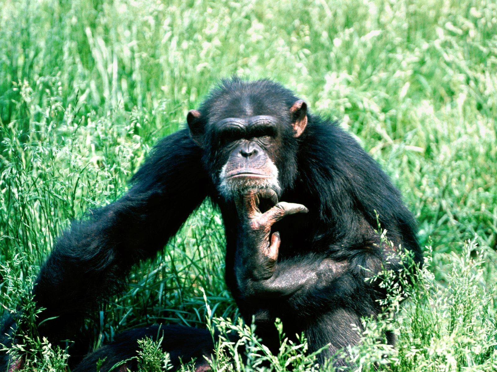 130490 Hintergrundbild herunterladen tiere, grass, sitzen, meditation, spekulation, schimpanse, schimpansen - Bildschirmschoner und Bilder kostenlos