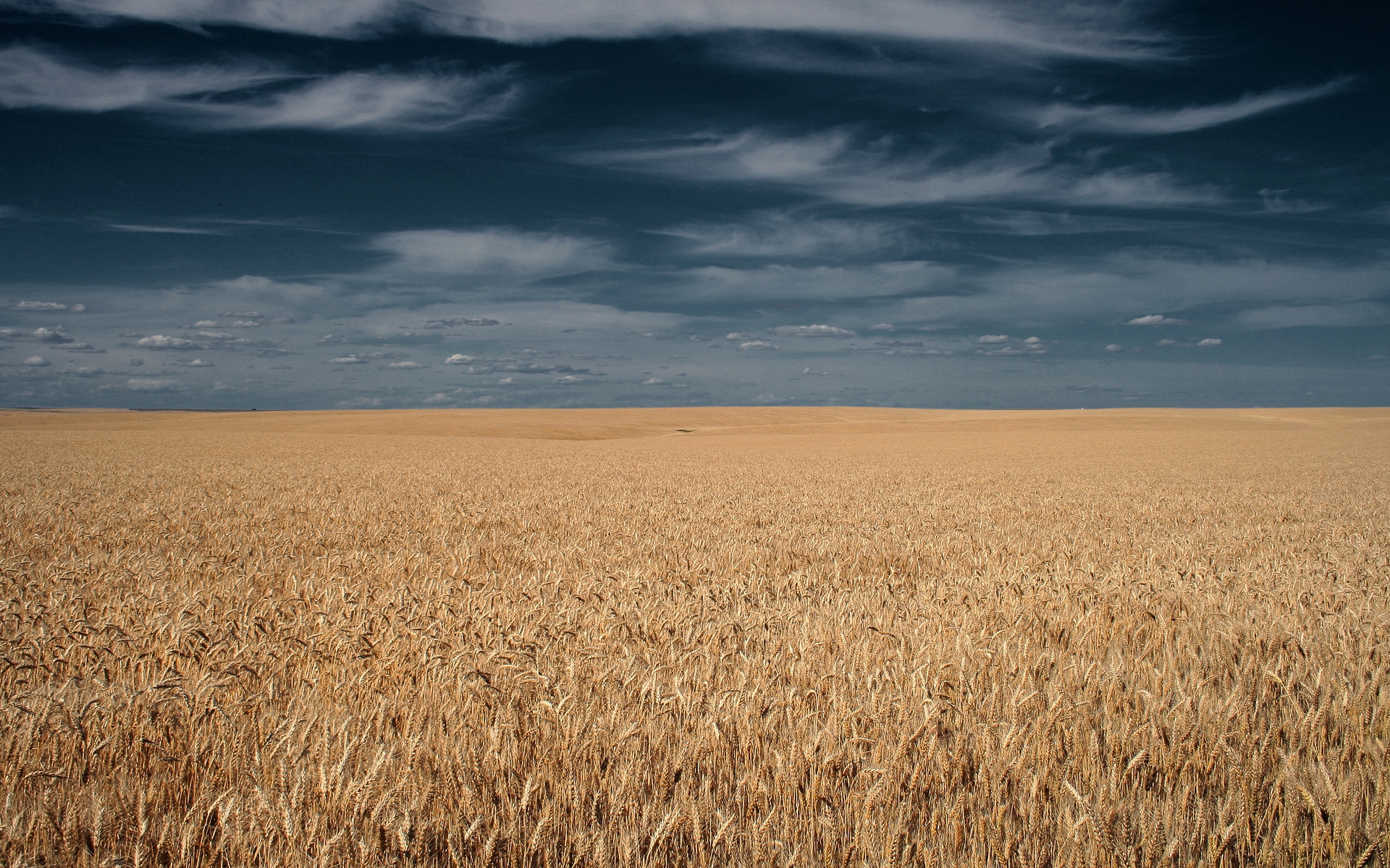 wheat, landscape, fields, orange iphone wallpaper