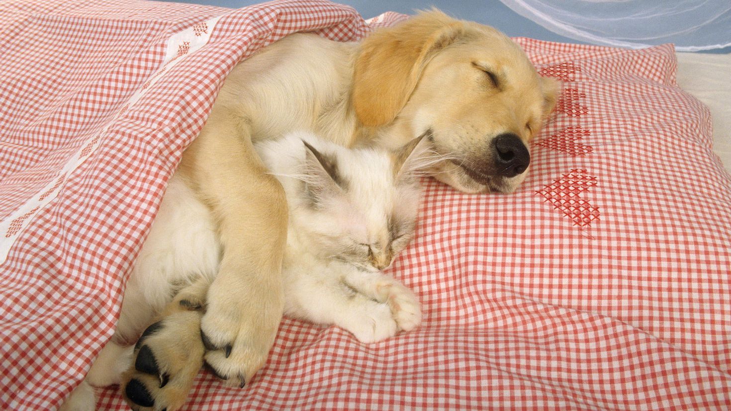 Animal dream. Спящие животные. Спящие на животе. Милые домашние животные.