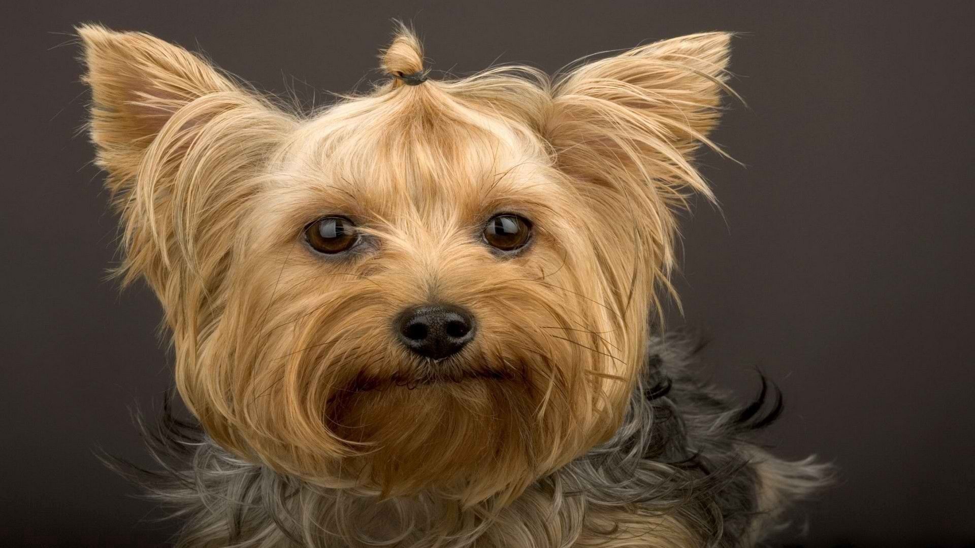 Handy-Wallpaper Hund, Schnauze, Tiere, Yorkshire Terrier kostenlos herunterladen.