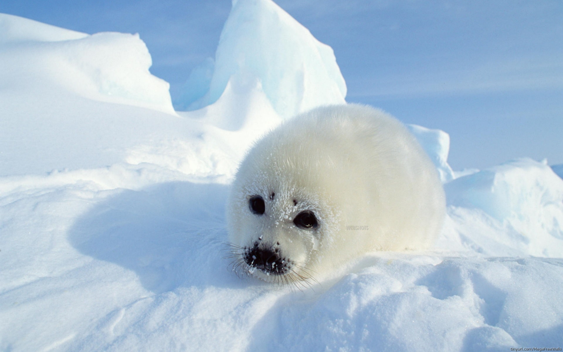 animal, seal, seals 2160p