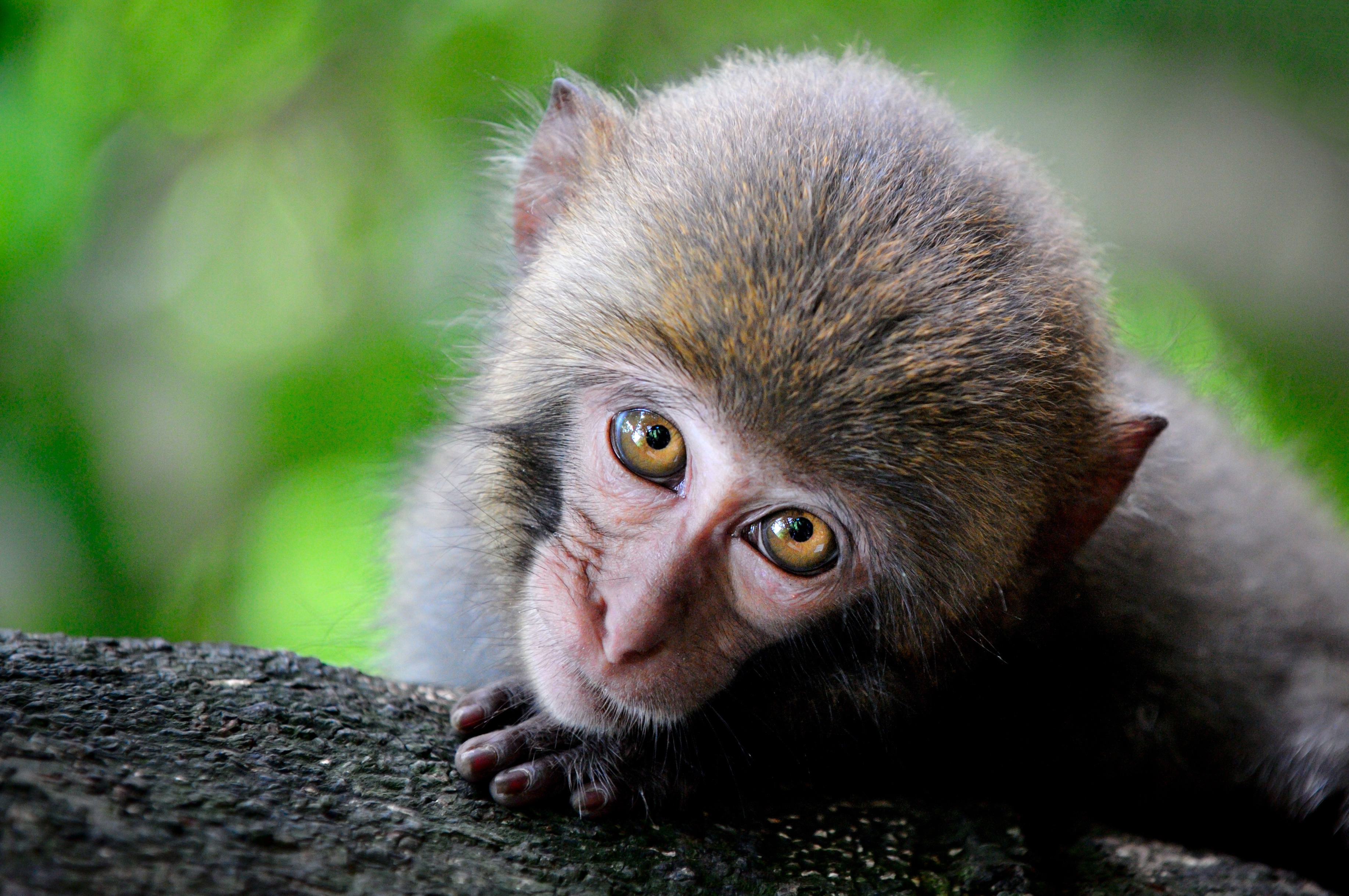 Die besten Primaten-Hintergründe für den Telefonbildschirm