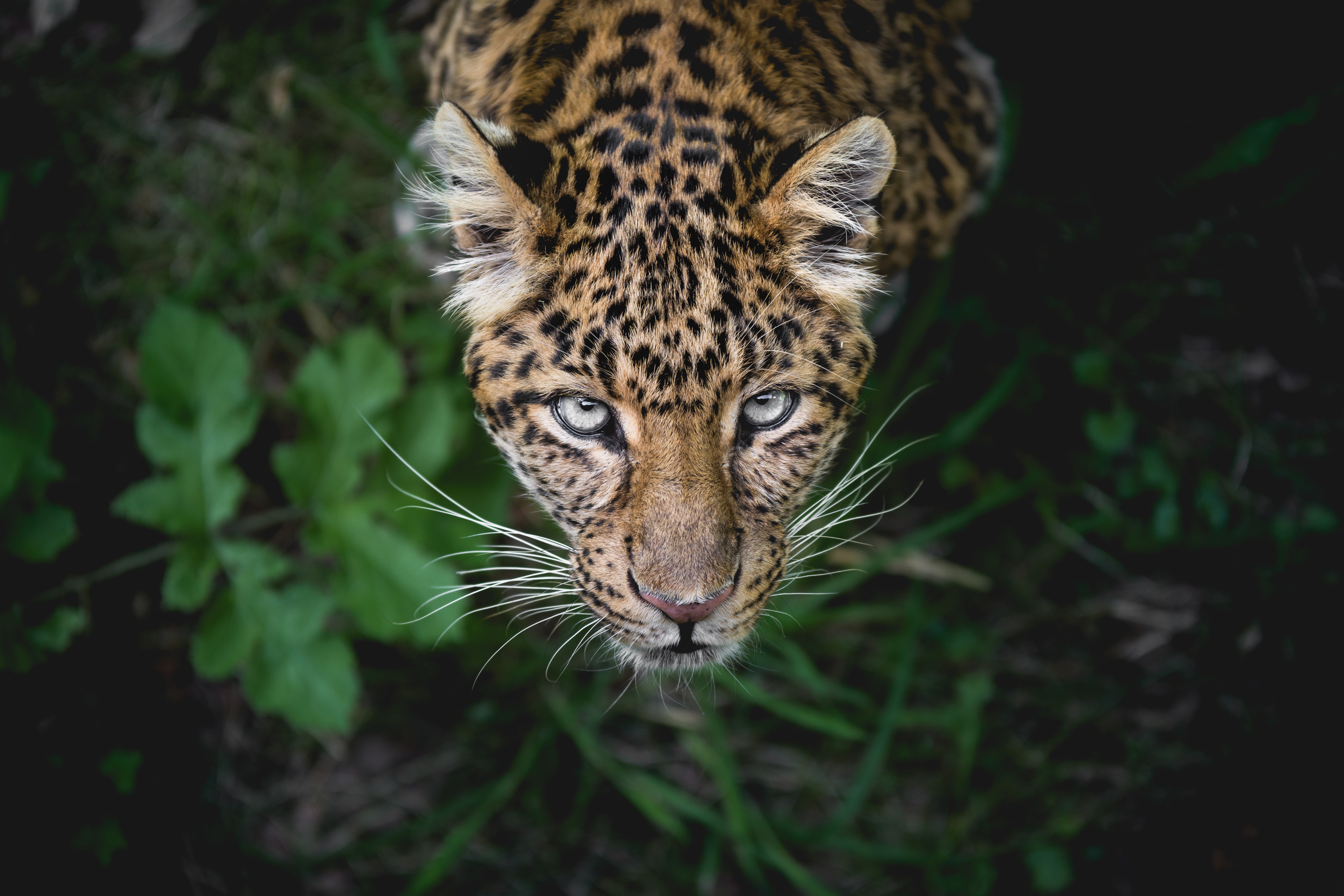 Descarga gratis la imagen Cuidado, Animales, Leopardo, Depredador, Gato Grande, Visión, Asomarse, Bozal, Opinión en el escritorio de tu PC