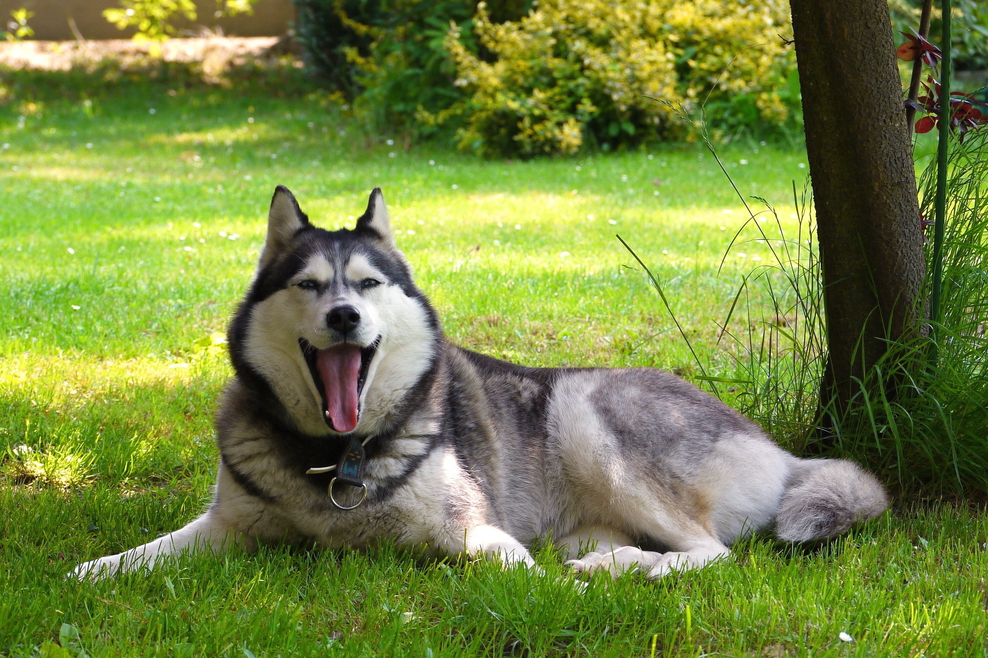 Download mobile wallpaper Lie, Malamute, Animals, To Lie Down, Friend, Dog, Nature for free.