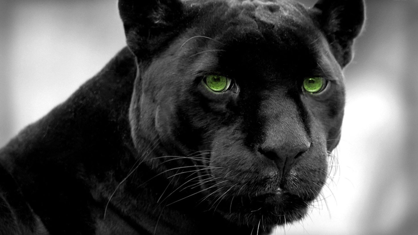 Фото черной пантеры с зелеными глазами на аватарку