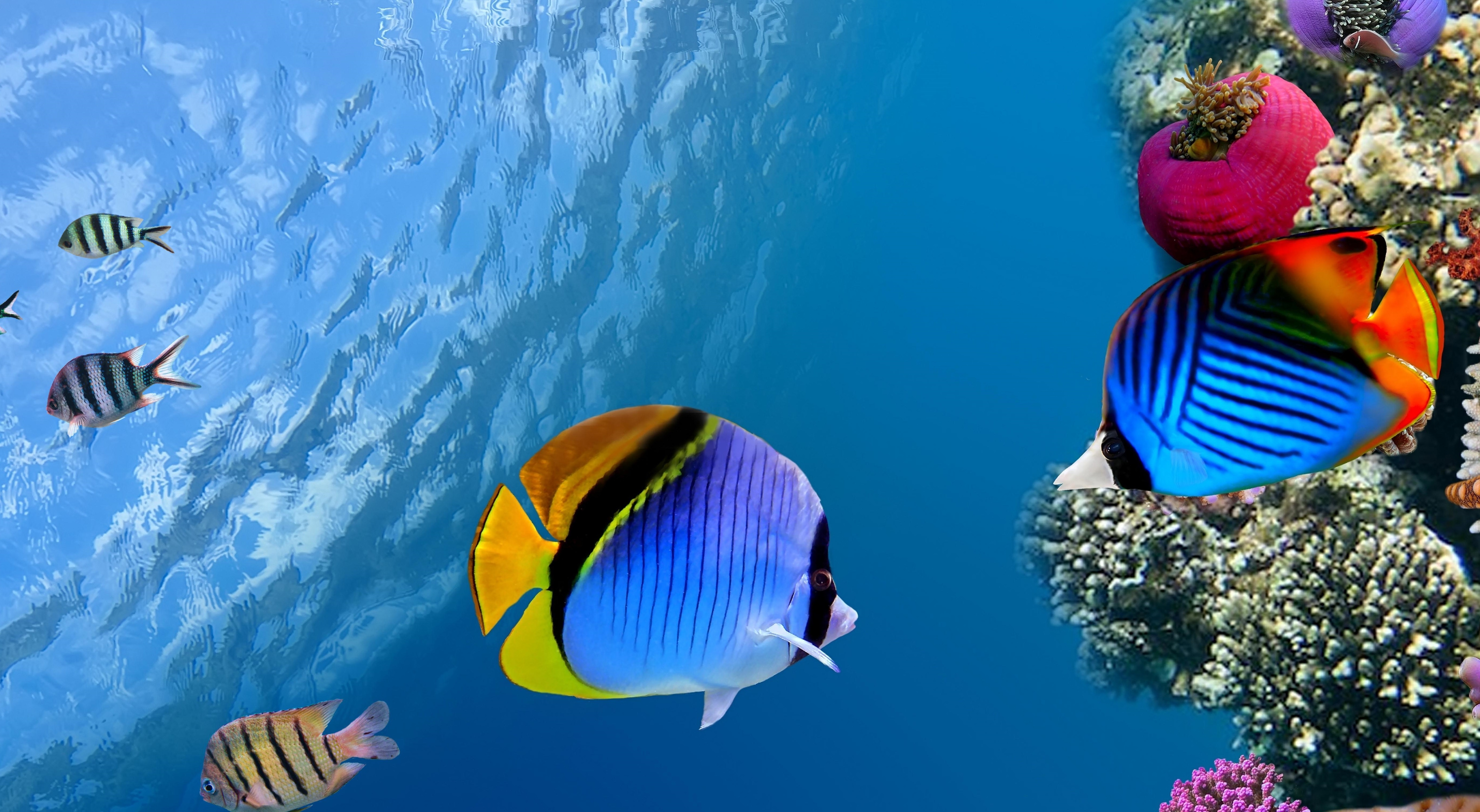 152799 télécharger le fond d'écran mer, un poisson, animaux, océan, poisson, sous marin, corail - économiseurs d'écran et images gratuitement