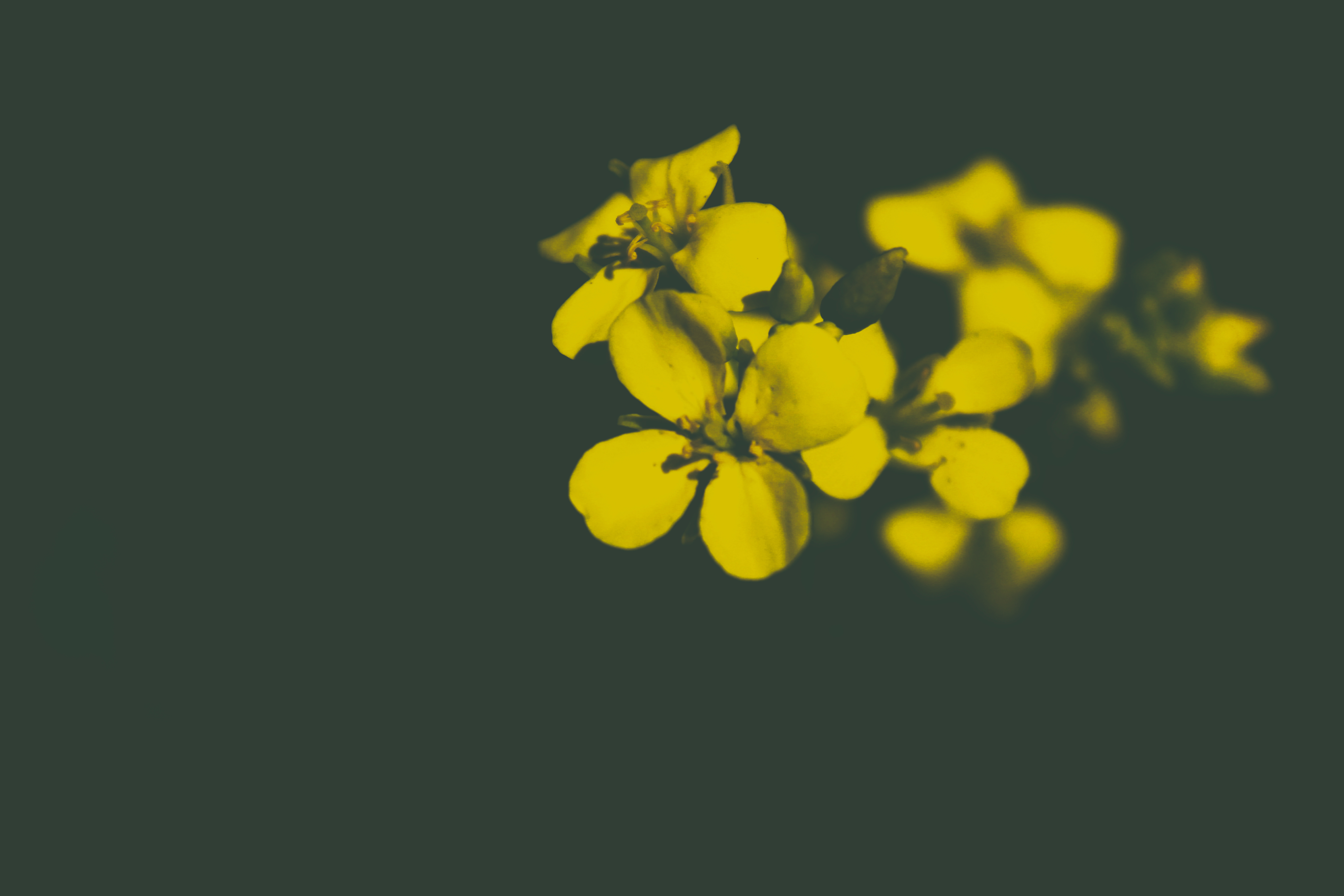 無料モバイル壁紙花, 花びら, フラワーズ, 黄色をダウンロードします。