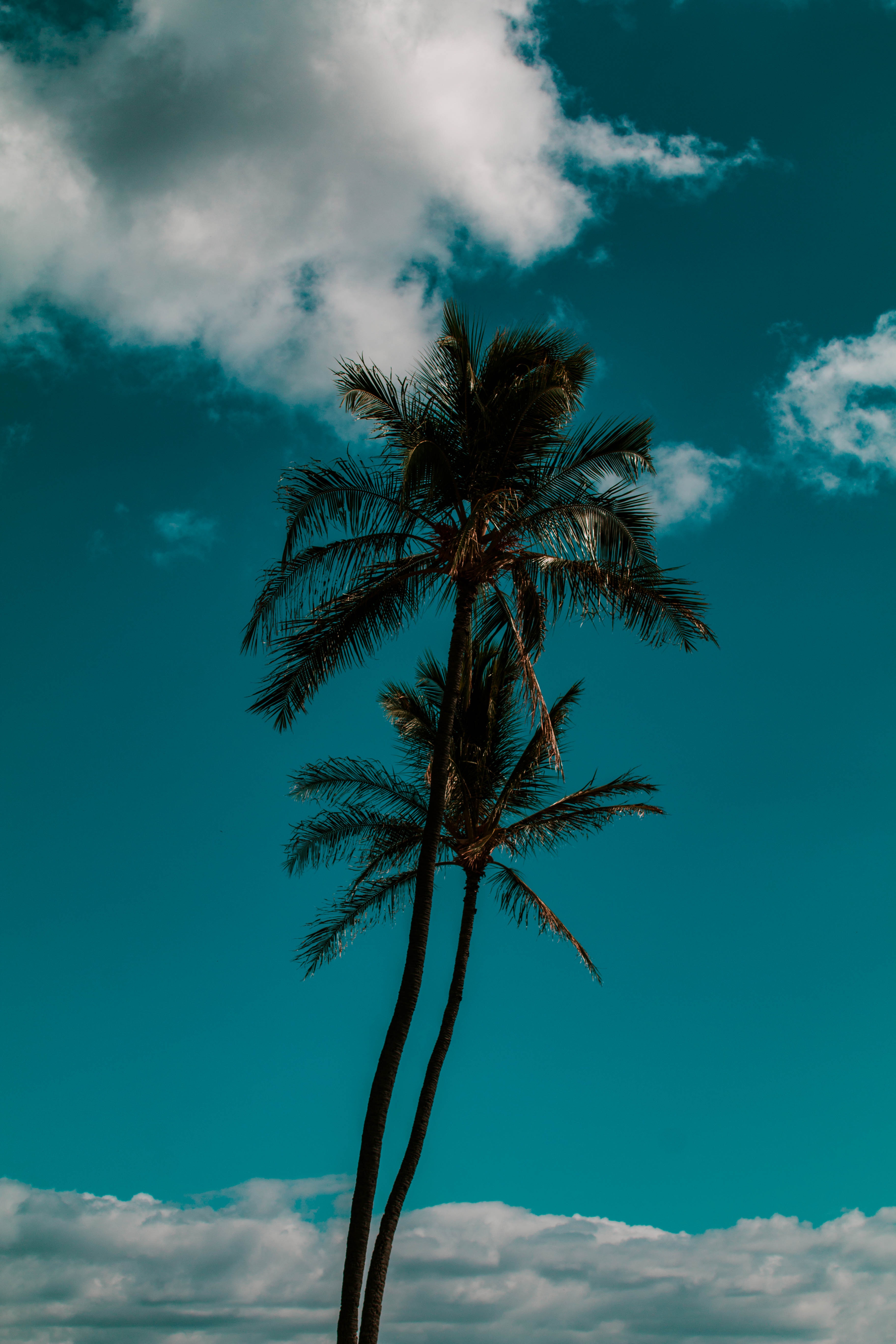 trees, nature, sky, clouds, palm, tropics Smartphone Background