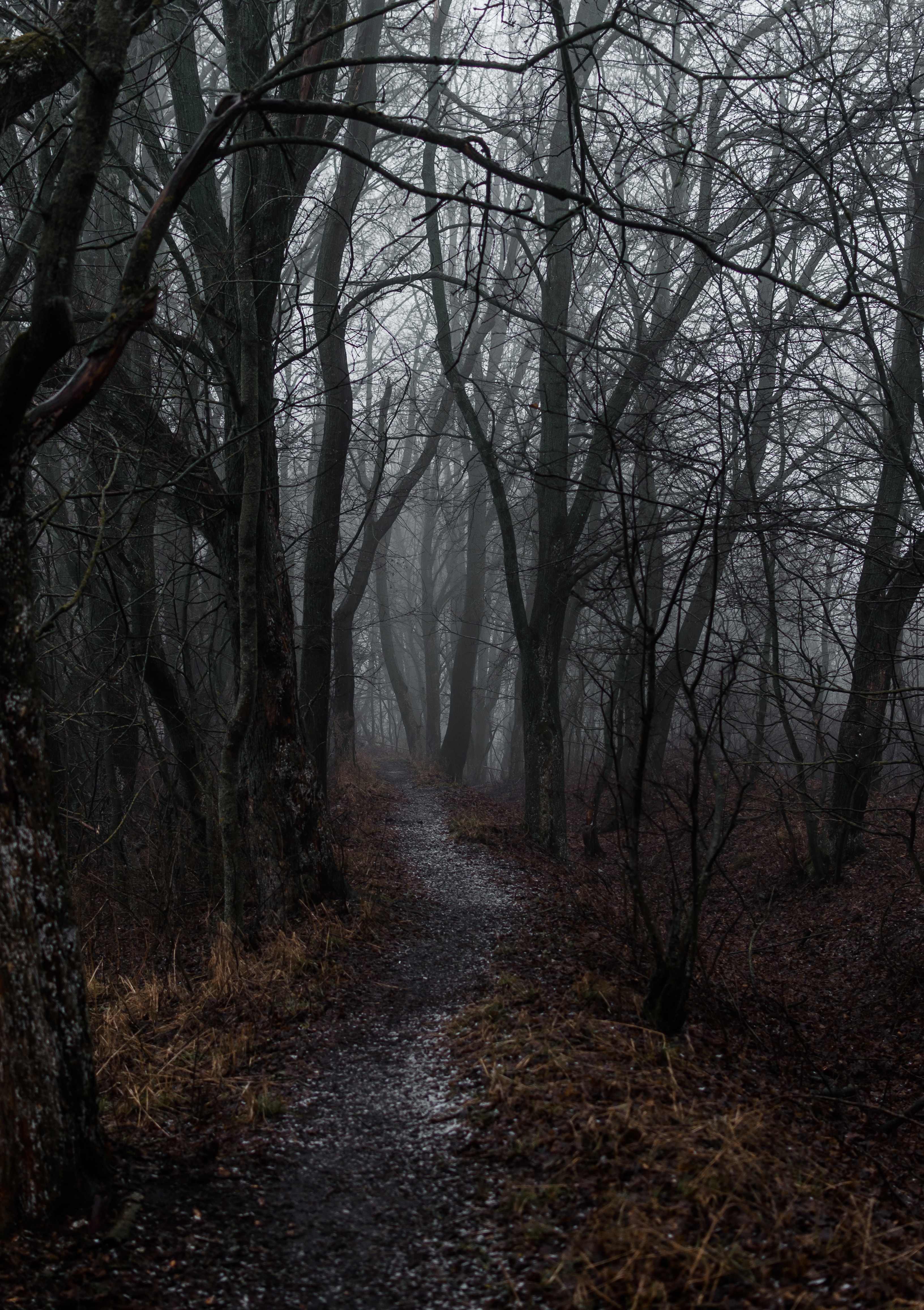 fog, nature, autumn, forest, path 8K