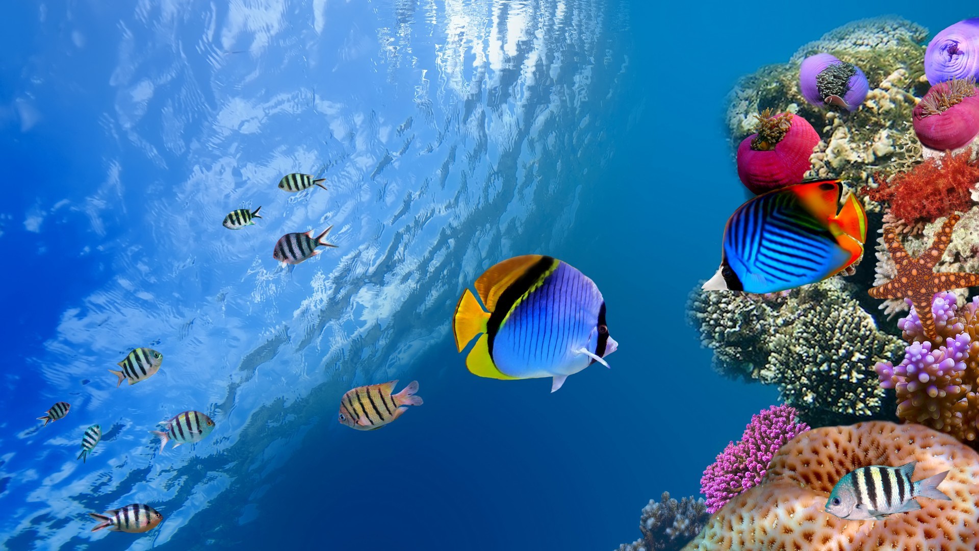 21022 скачать обои рыбы, животные, море, синие - заставки и картинки бесплатно