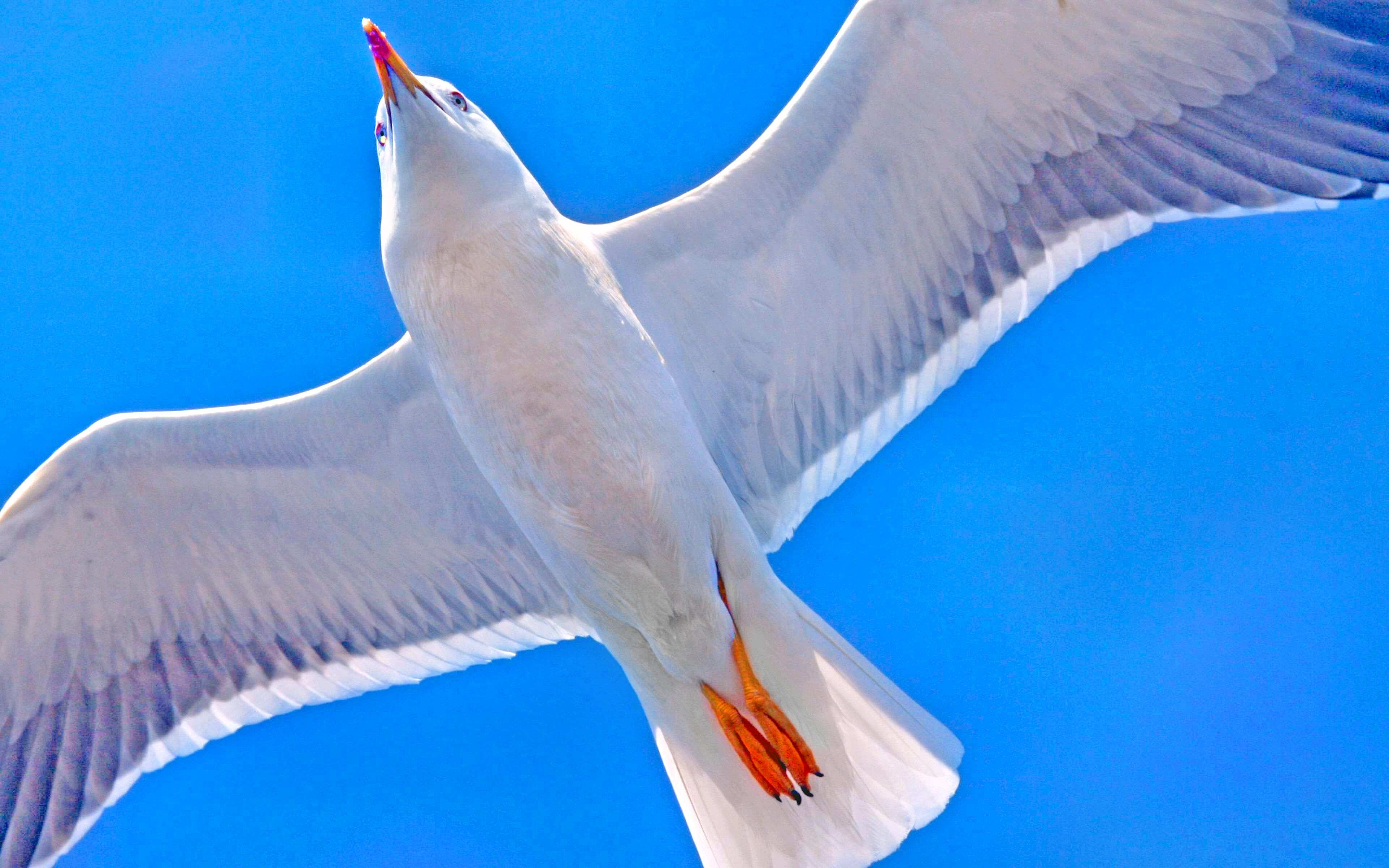 356155 免費下載壁紙 动物, 海鸥, 鸟, 蓝色, 航班, 晴天, 鸟类 屏保和圖片