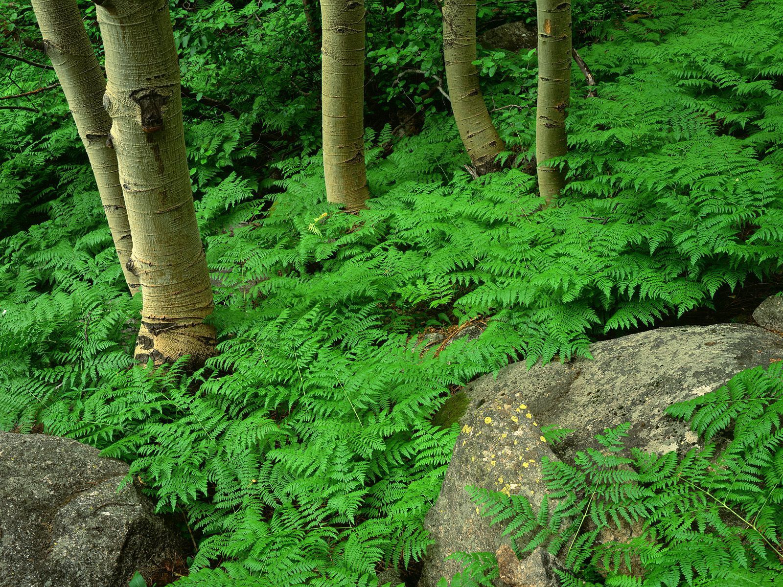 Laden Sie das Natur, Pflanze, Farn, Grüne, Grünen, Wald-Bild kostenlos auf Ihren PC-Desktop herunter