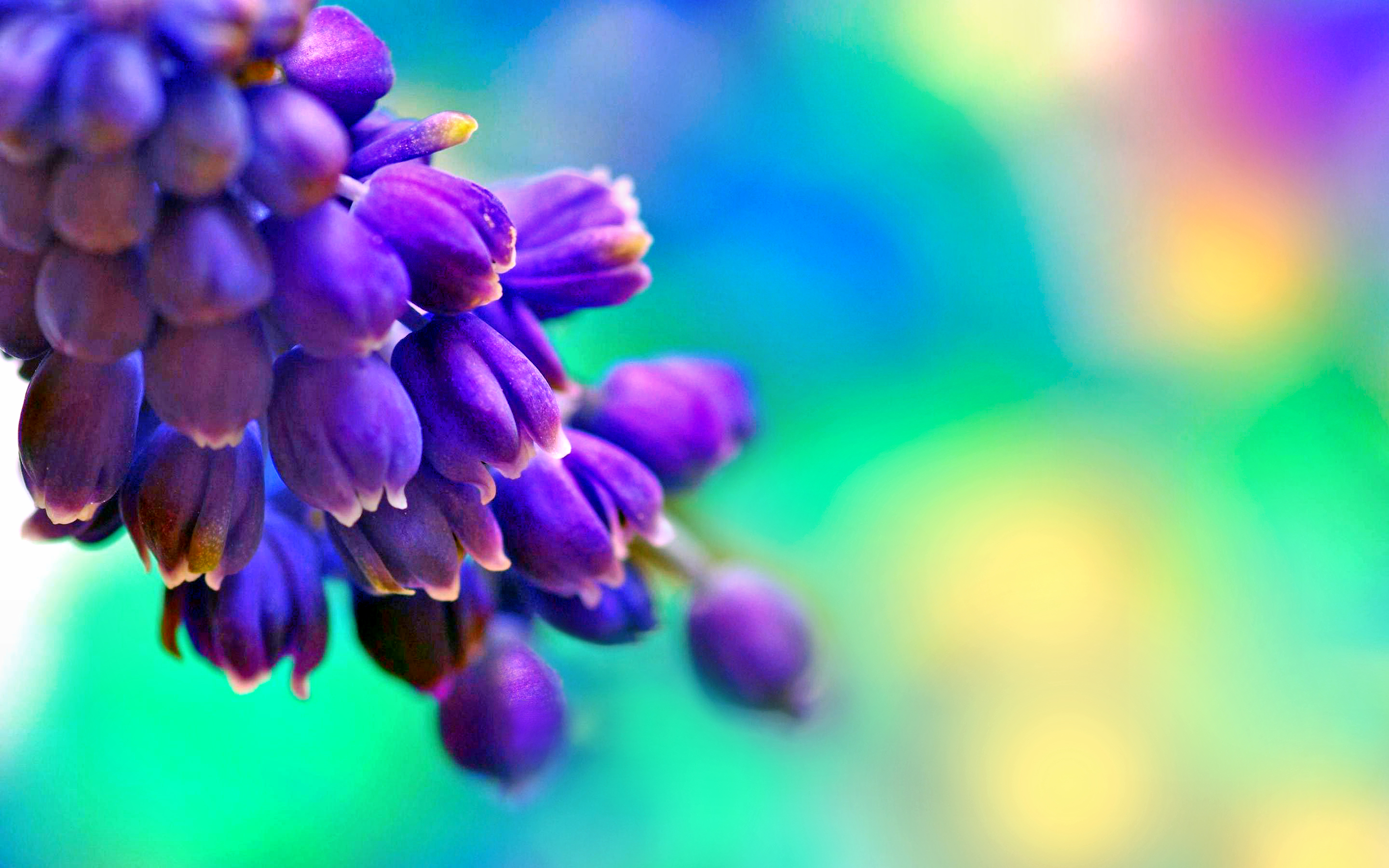 Download mobile wallpaper Violet, Pastel, Blossom, Purple, Flowers, Earth for free.