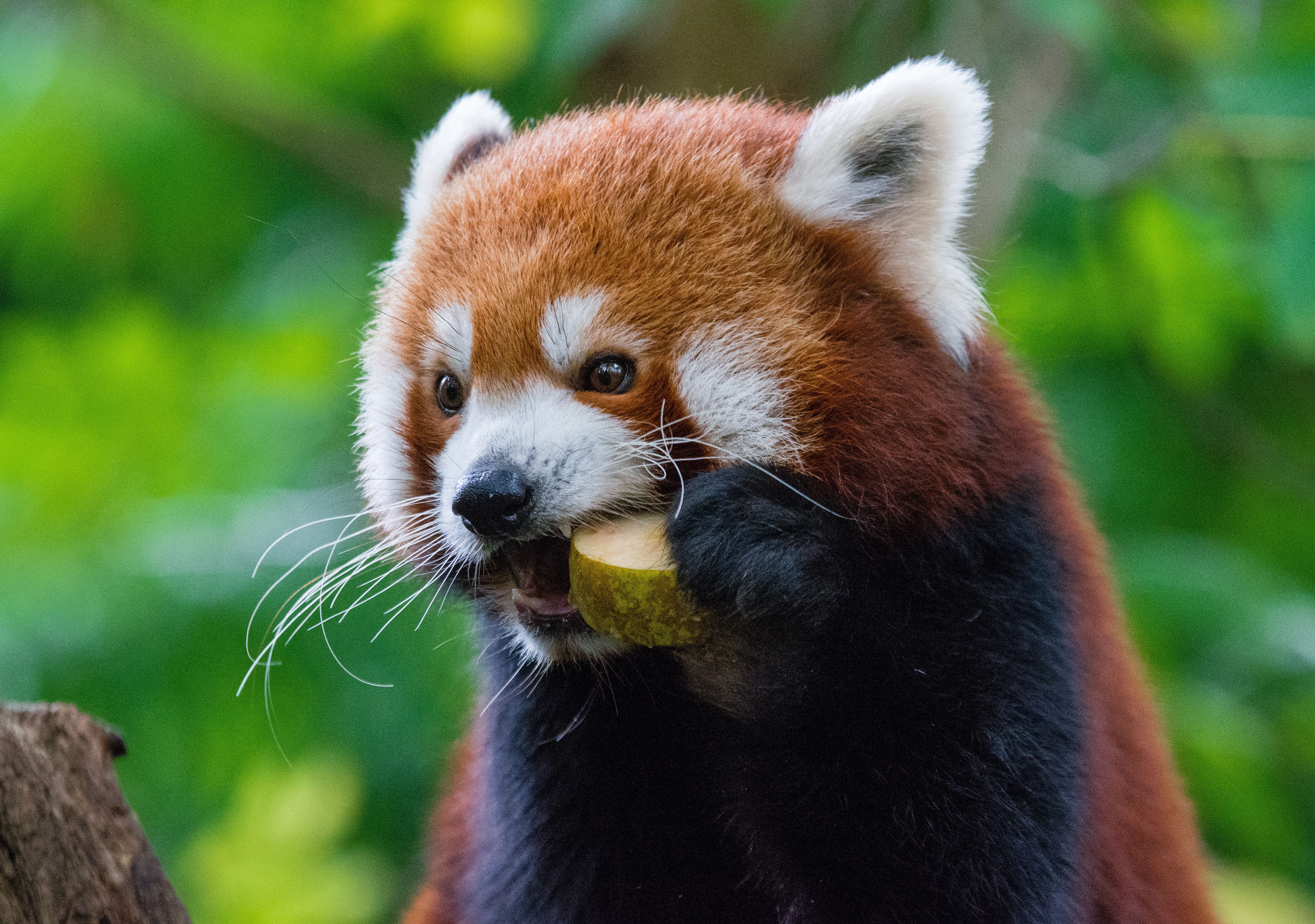 High Definition Red Panda background