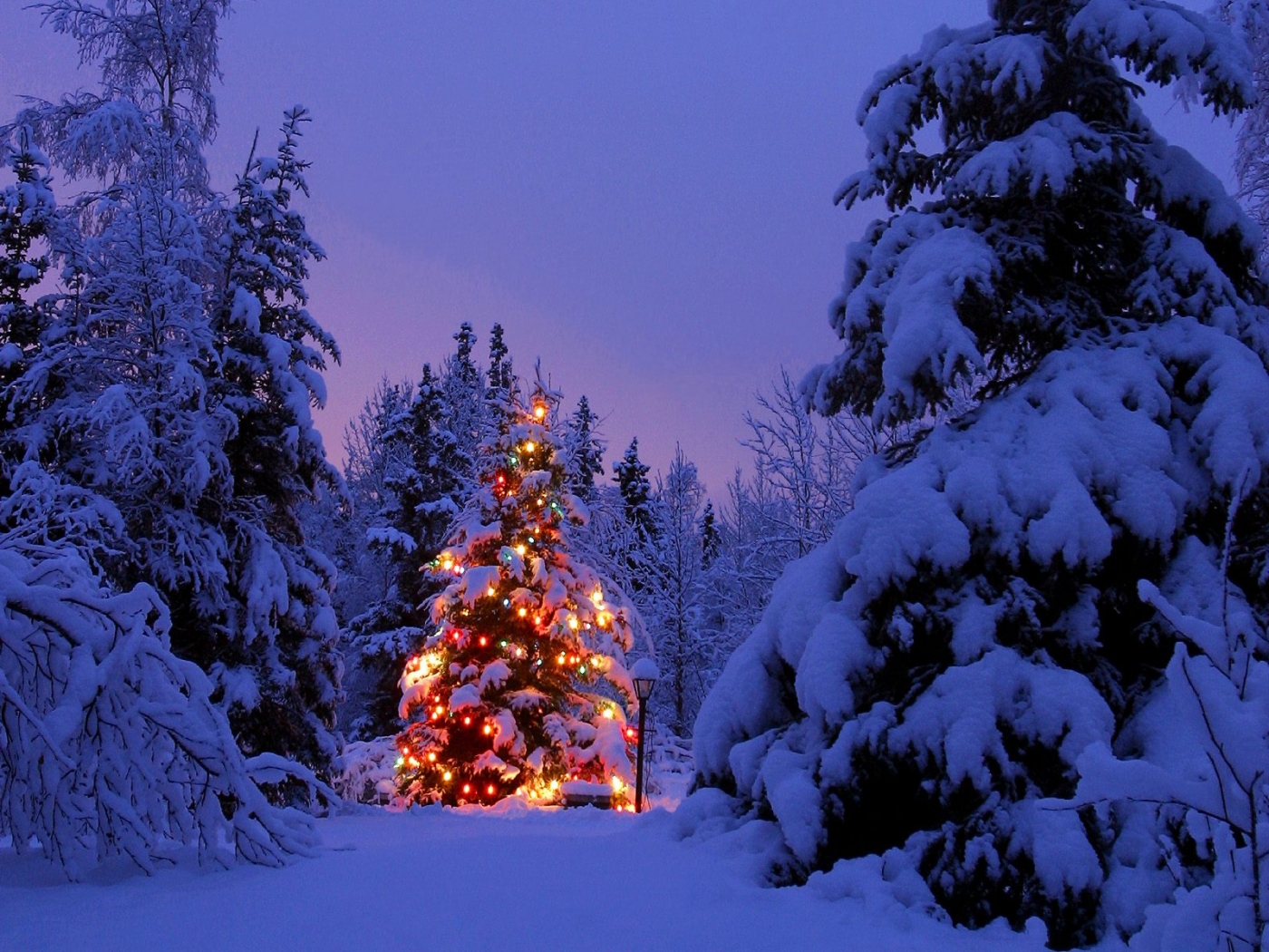new year, fir trees, landscape, winter, blue HD wallpaper