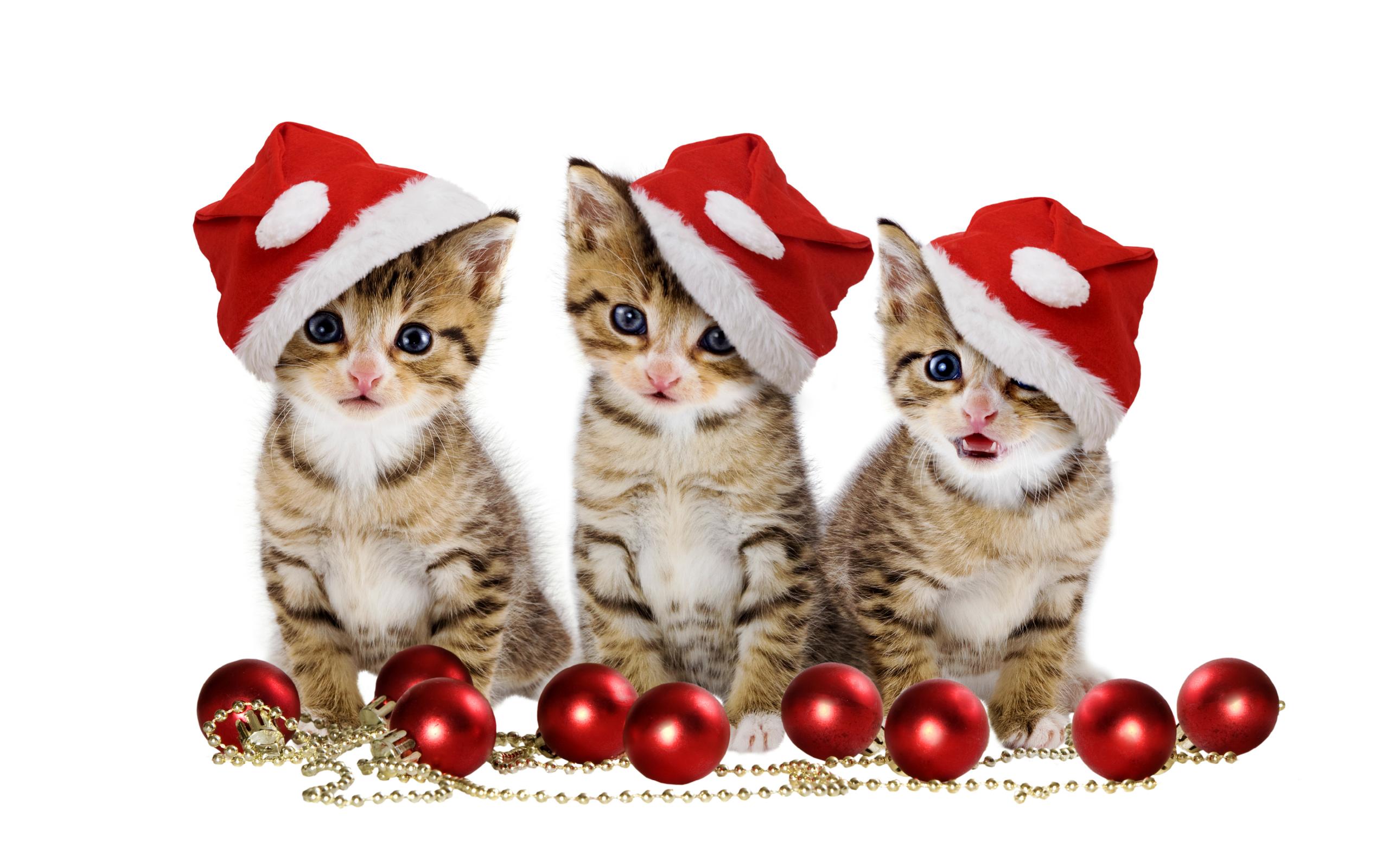 279385 Hintergrundbild herunterladen weihnachten, weihnachtsmütze, tiere, katze, weihnachtsschmuck, kätzchen, katzen - Bildschirmschoner und Bilder kostenlos