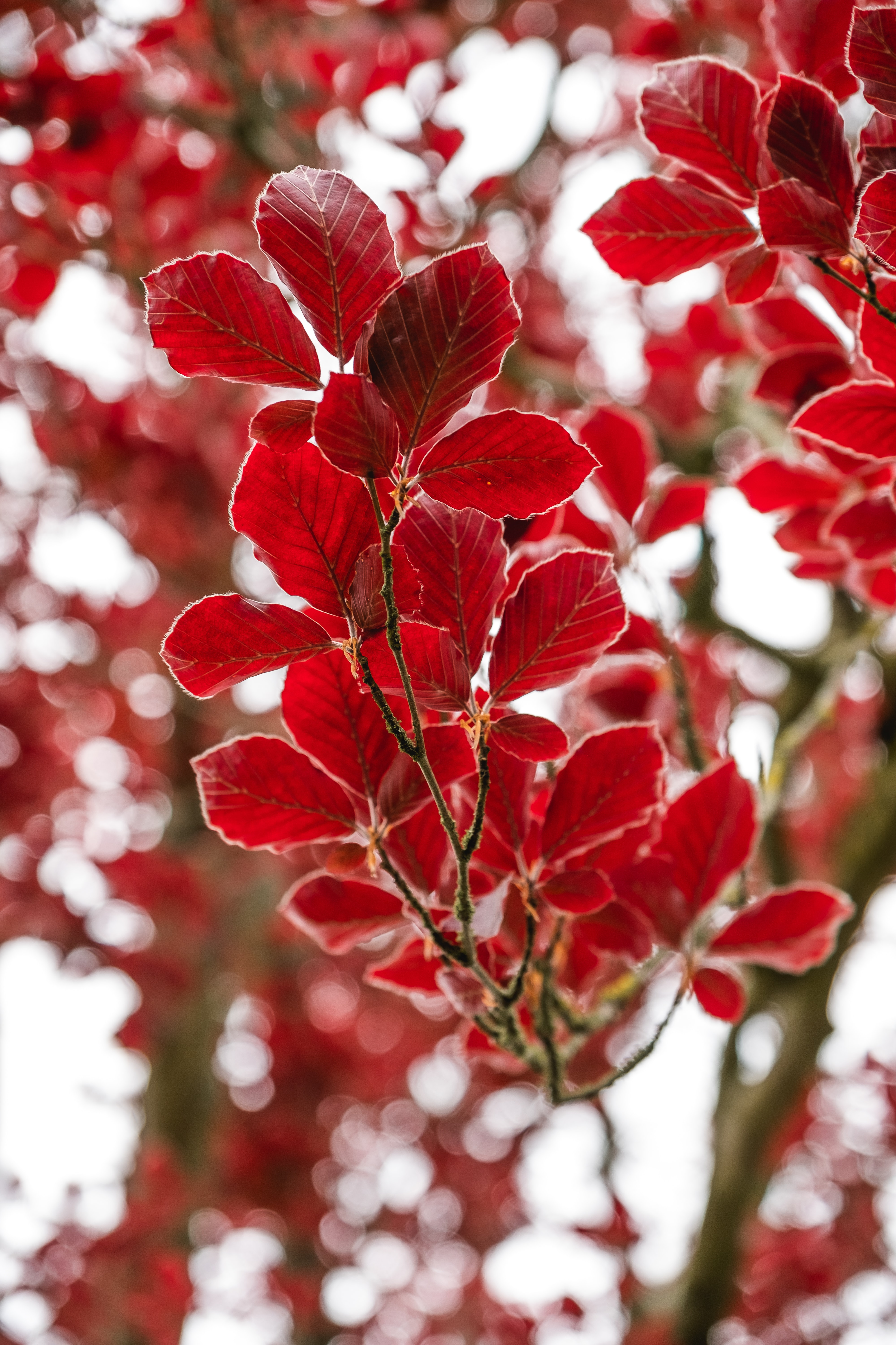 autumn, nature, leaves, red, branch