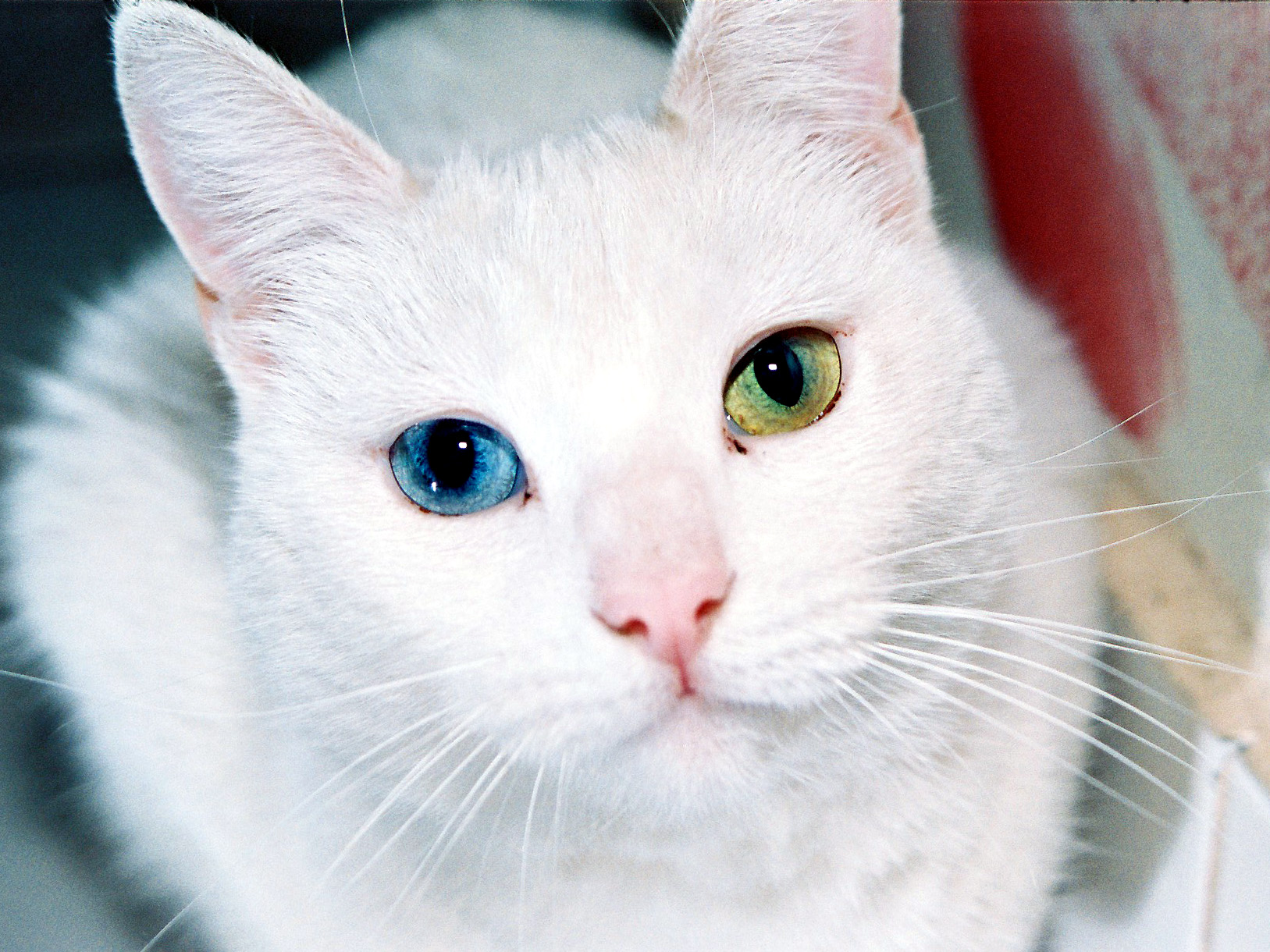 animal, cat, heterochromia, cats UHD