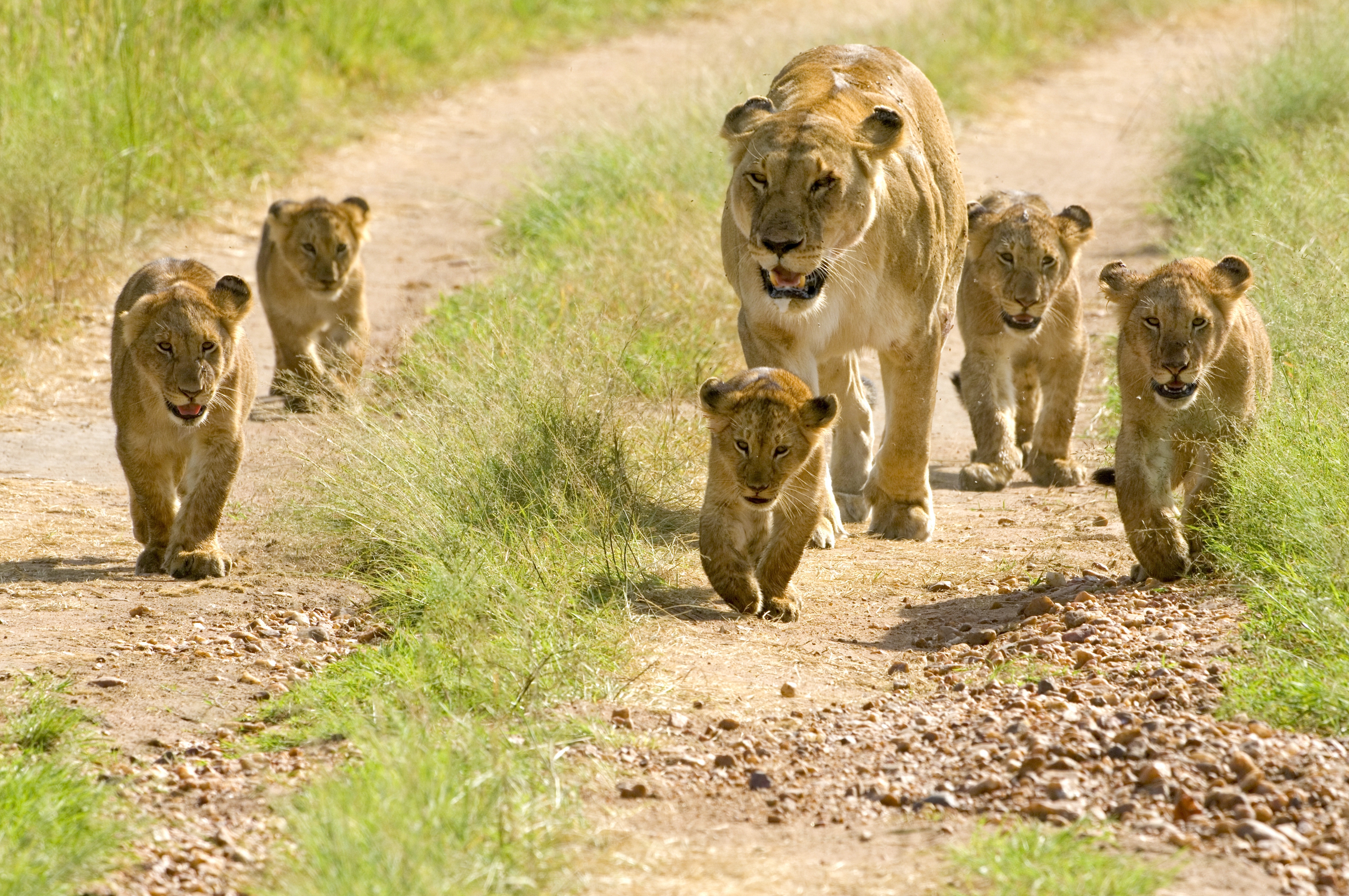 lion cubs, lions, cubs, animals, young, walking, walk HD wallpaper