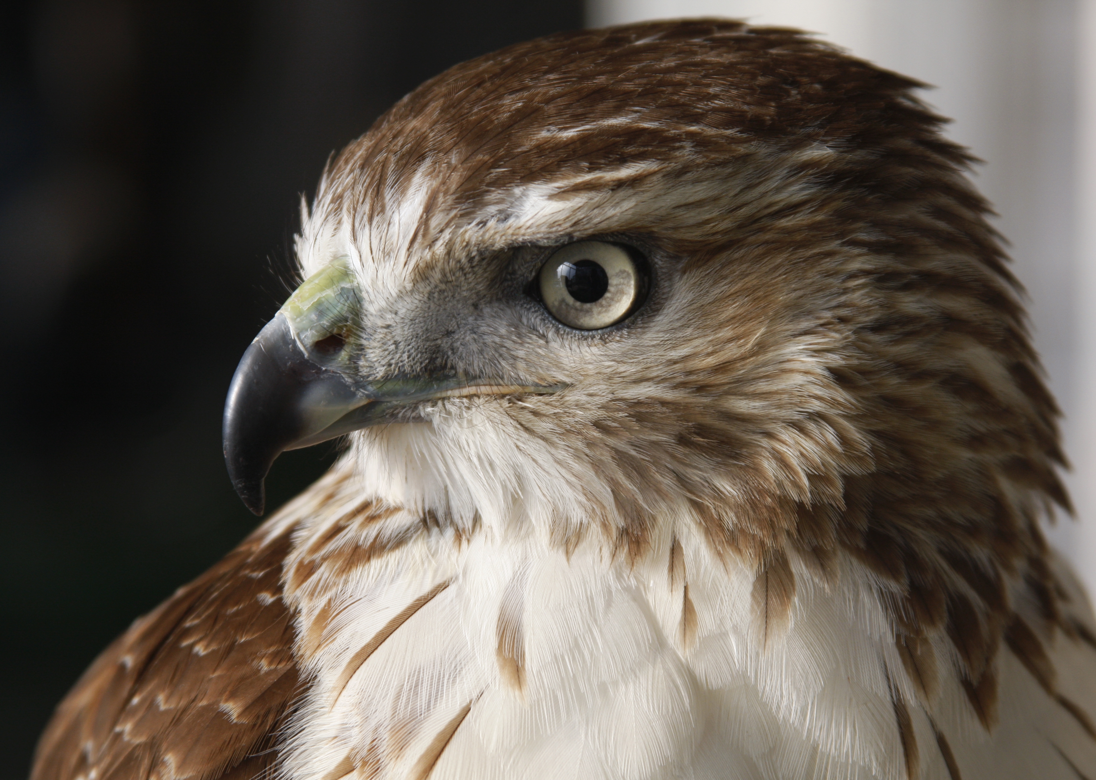 falcon, animals, bird, predator
