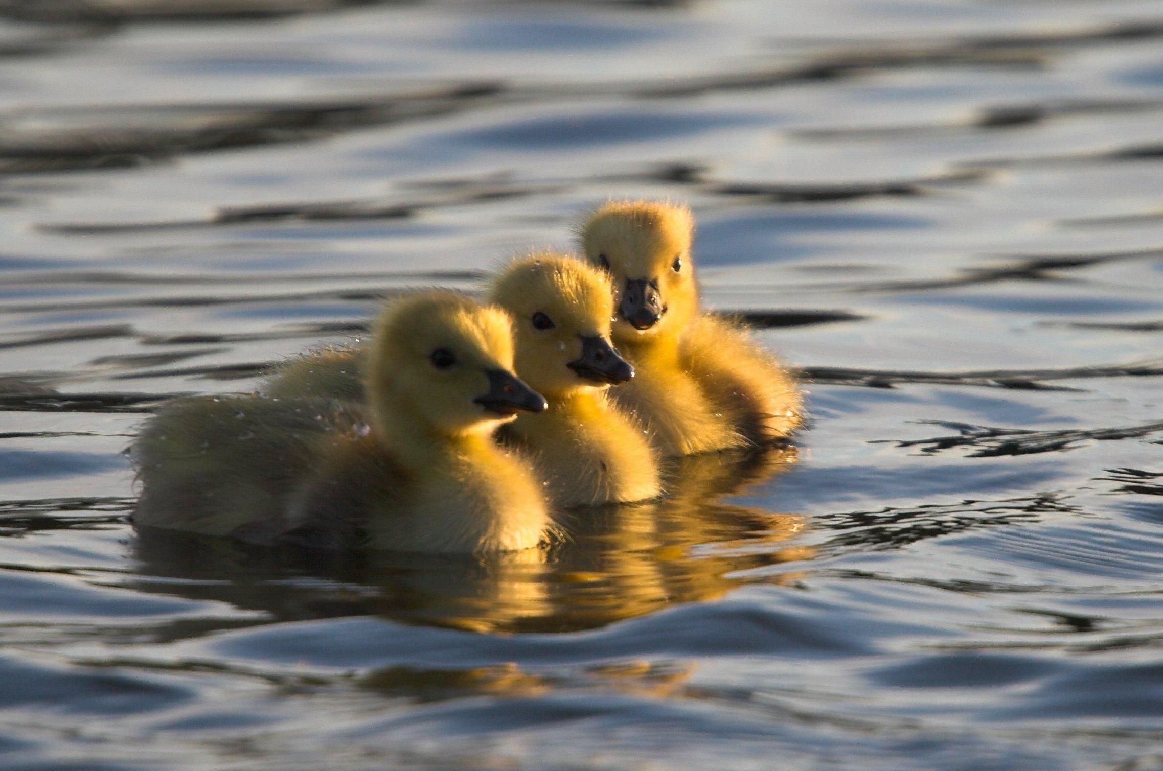 water, animals, young, to swim, swim, cubs, ducklings phone background