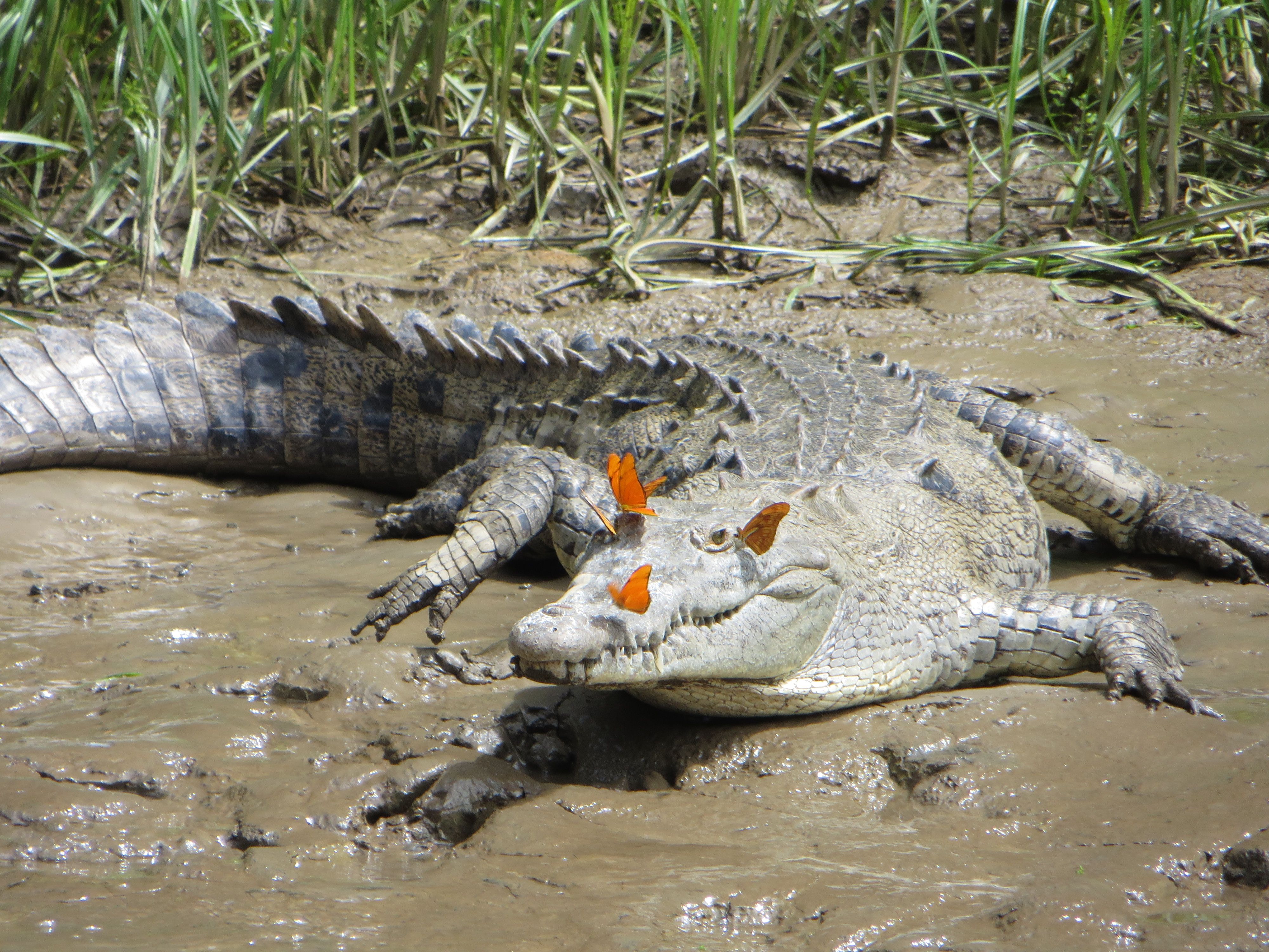 Фото крокодила с бабочками