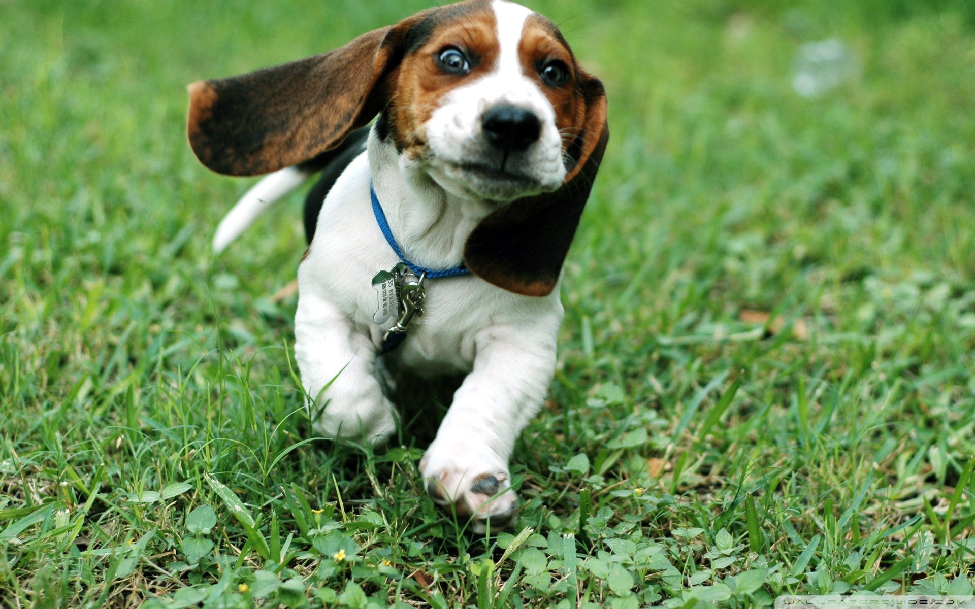 Download mobile wallpaper Basset Hound, Puppy, Dogs, Running, Dog, Animal for free.