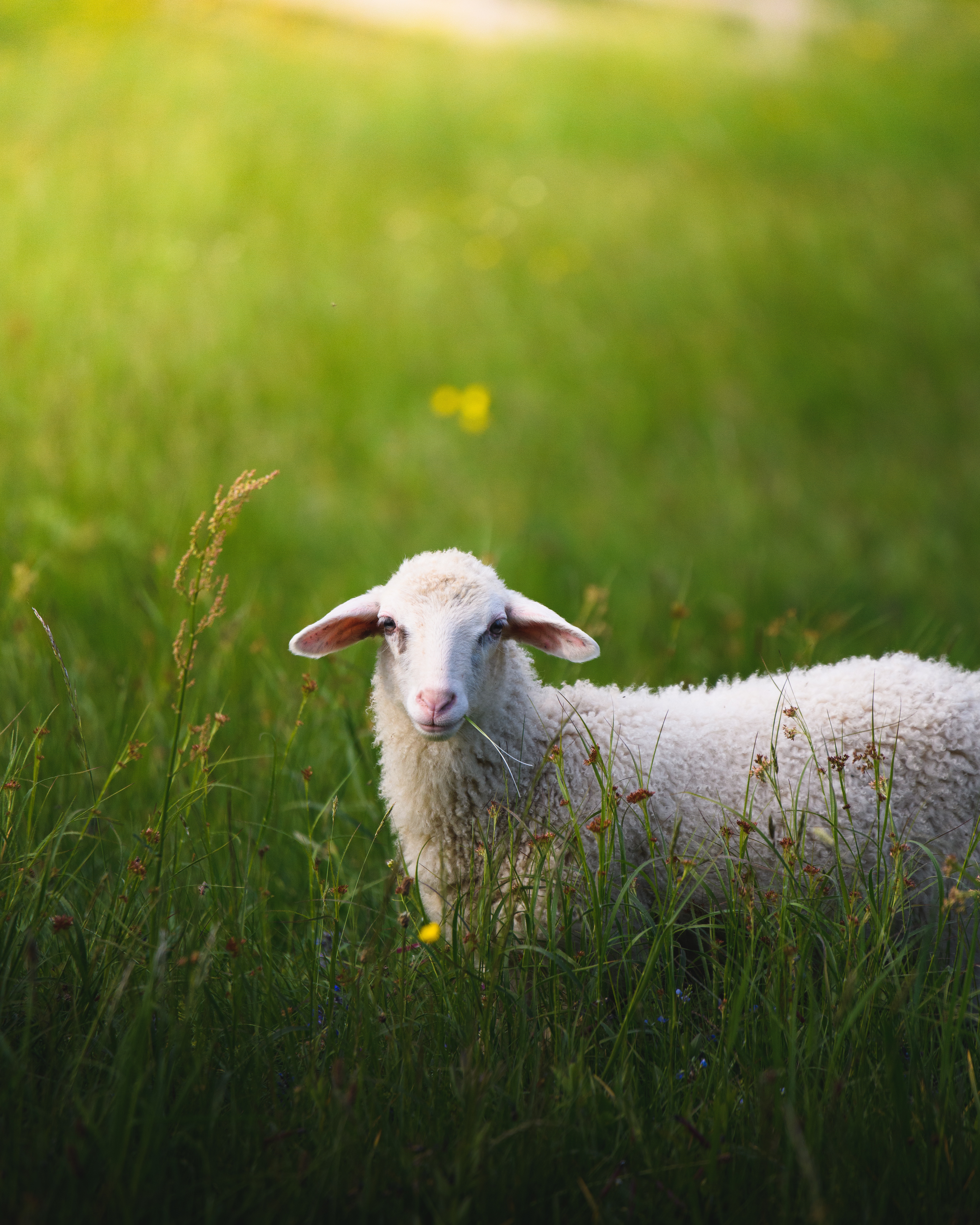 Download mobile wallpaper Lamb, Animals, Grass, Stroll, Summer for free.