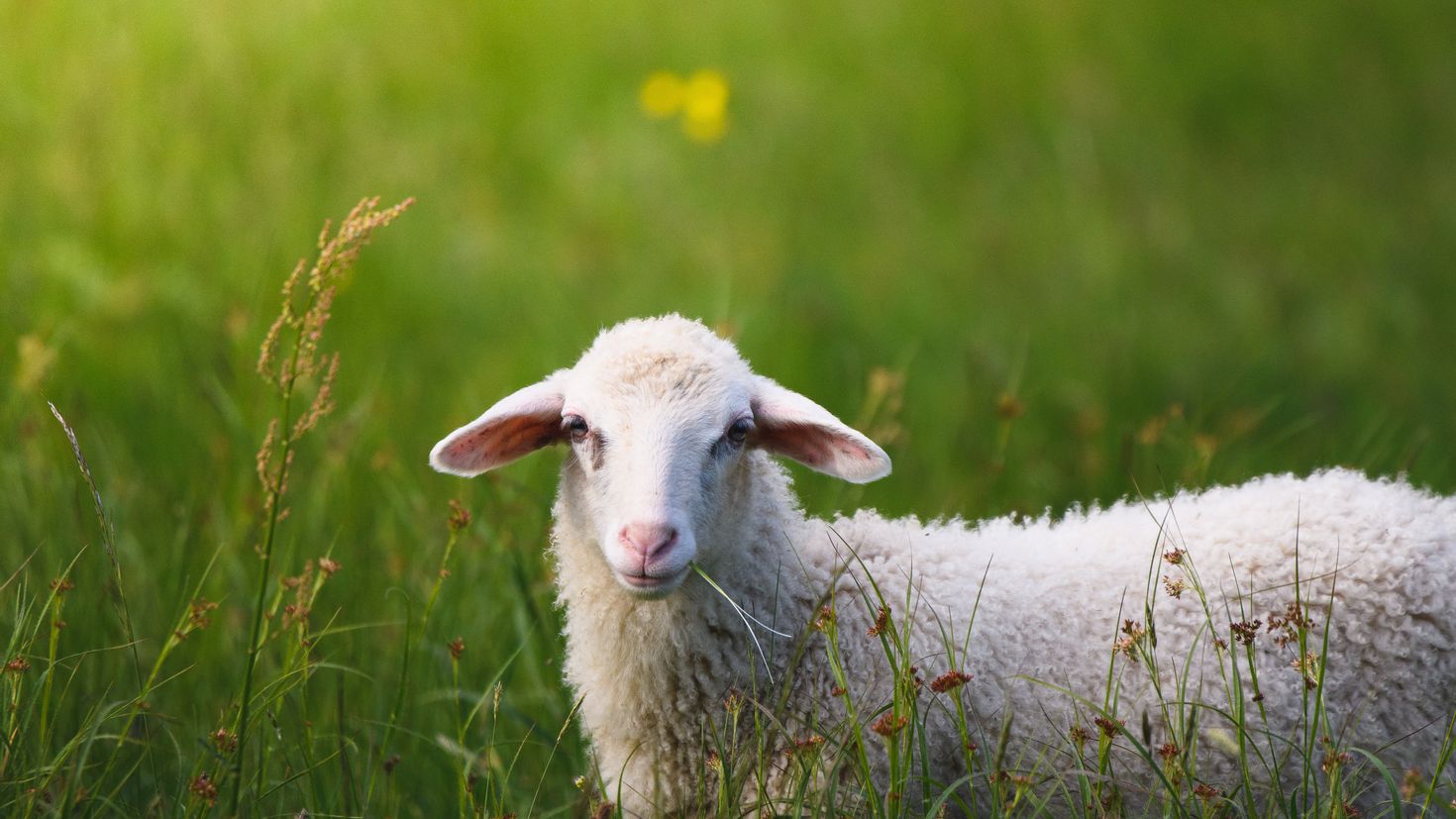 Ягненок не ест. Овечка. Овечка кушает. Овечка ест траву. Овца ест траву.