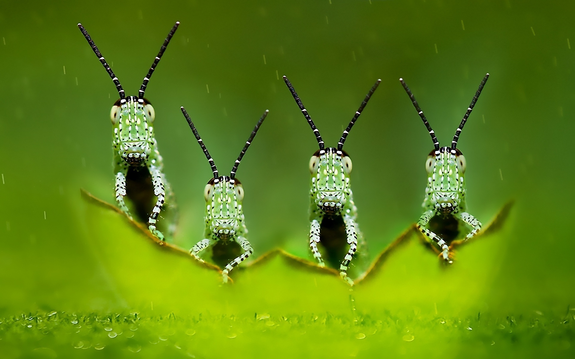 Download Insect wallpapers for mobile phone free Insect HD pictures