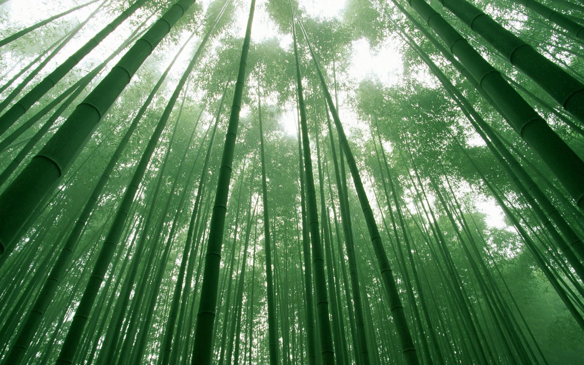 免费下载性质, 天空, 绿色的, 竹子, 茎, 冠, 克朗手机壁纸。
