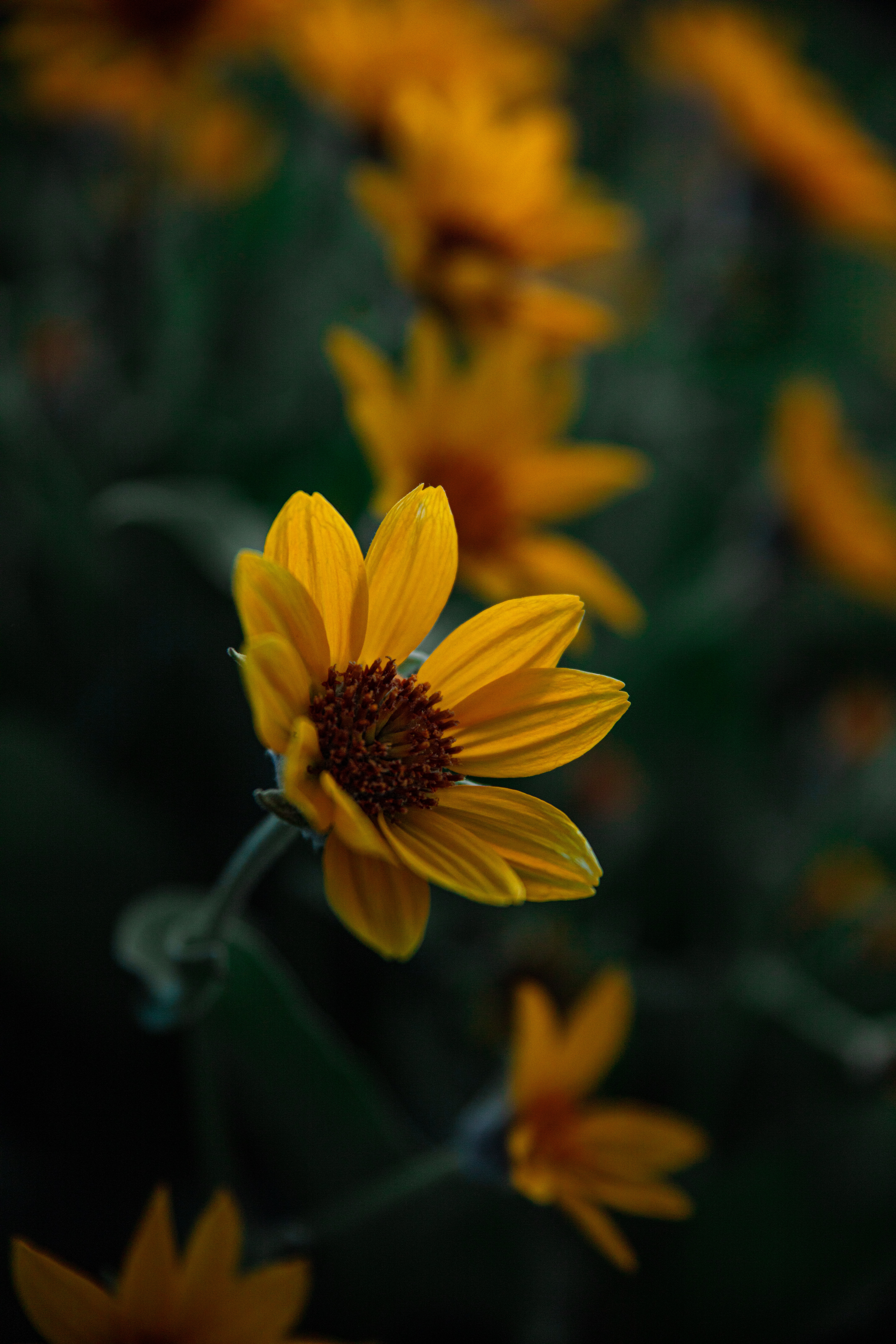 flowering, flowers, yellow, flower, plant, close up, bloom mobile wallpaper