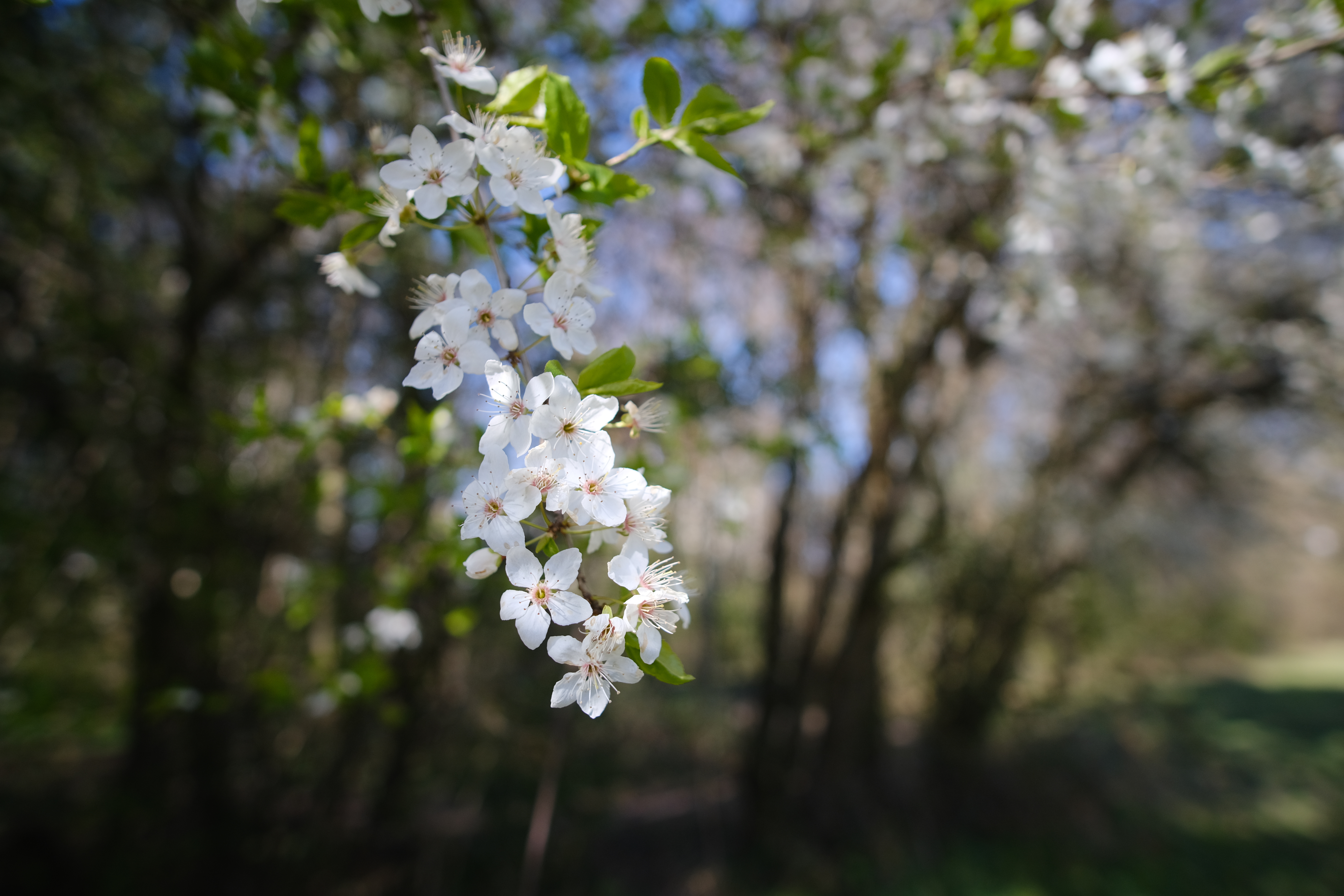 Laden Sie das Kirsche, Makro, Zweig, Ast, Blumen, Frühling-Bild kostenlos auf Ihren PC-Desktop herunter