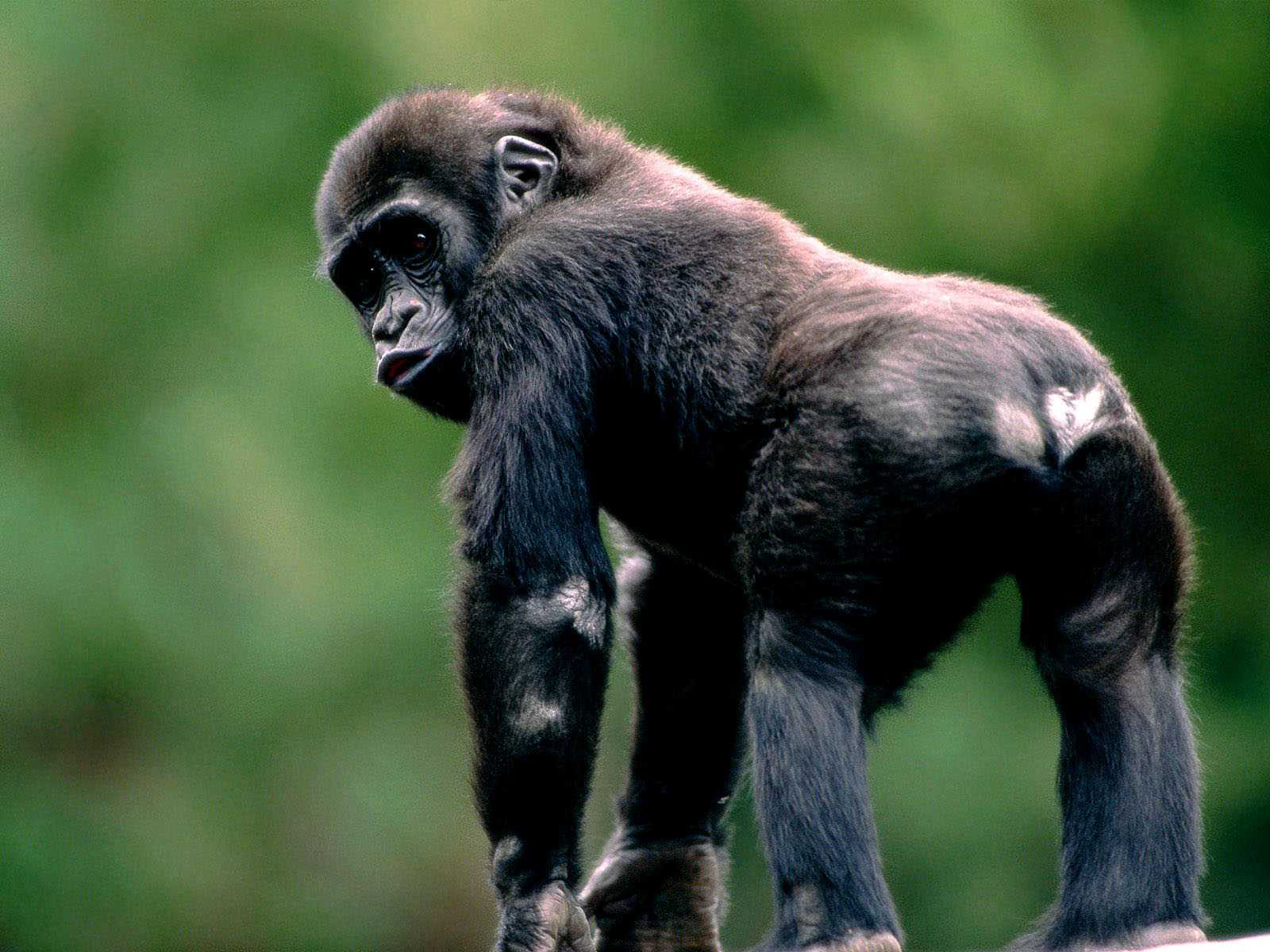 237097 descargar fondo de pantalla animales, chimpancé, monos: protectores de pantalla e imágenes gratis