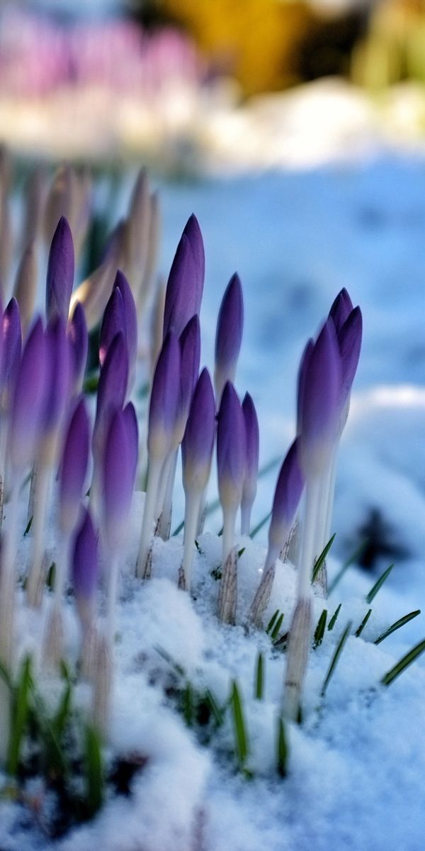 Картинка начало весны на телефон. Крокусы и подснежники. Первоцветы в снегу.