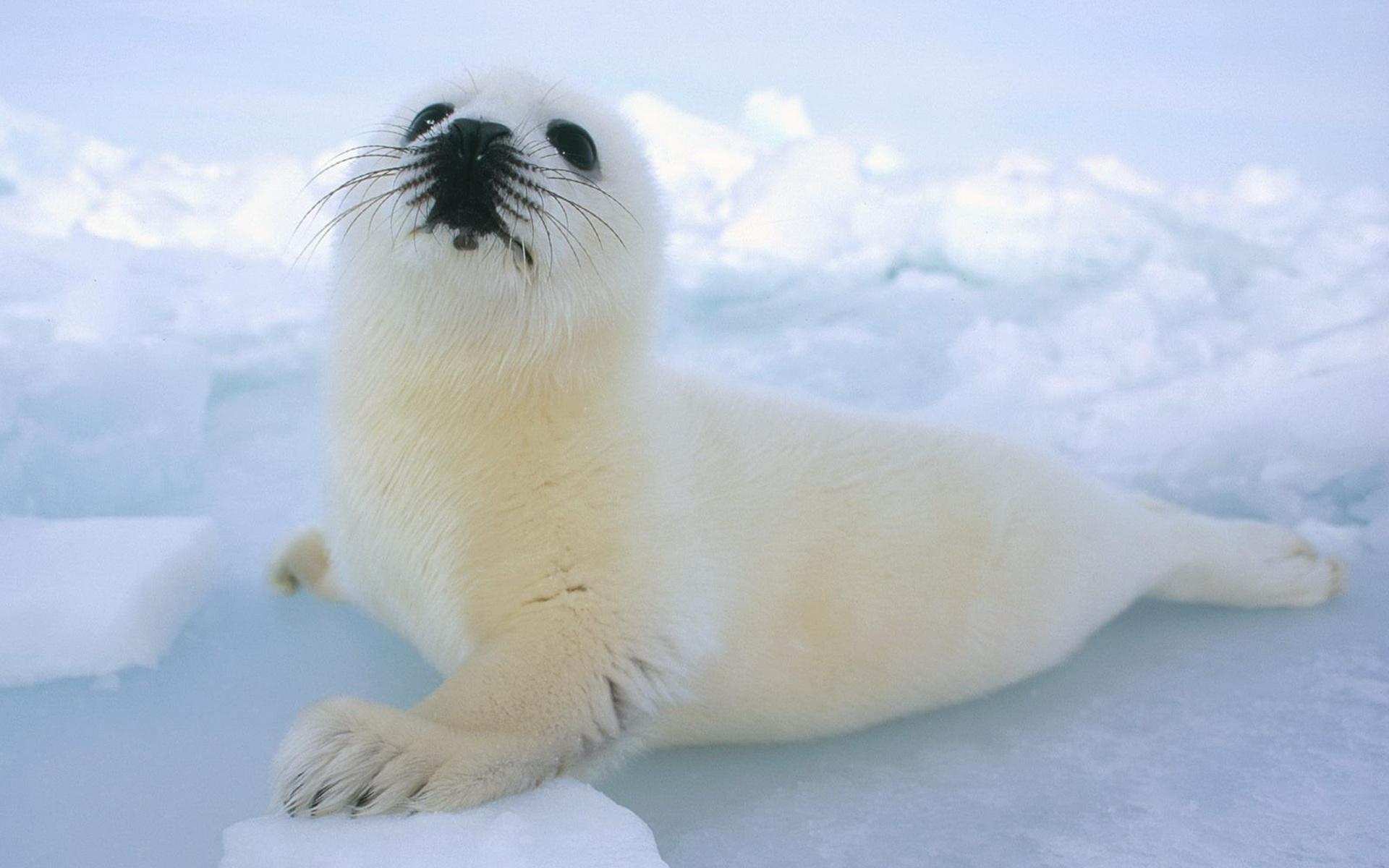 Тюлень Северного Ледовитого Океана