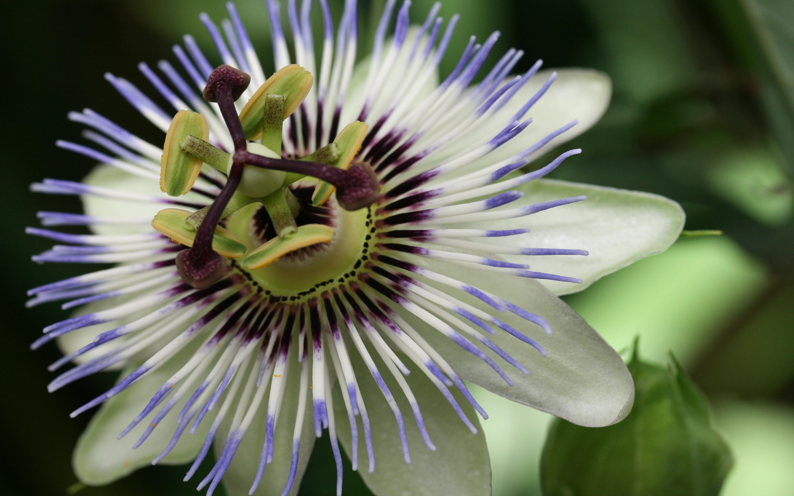 Passion Flower iPhone wallpapers