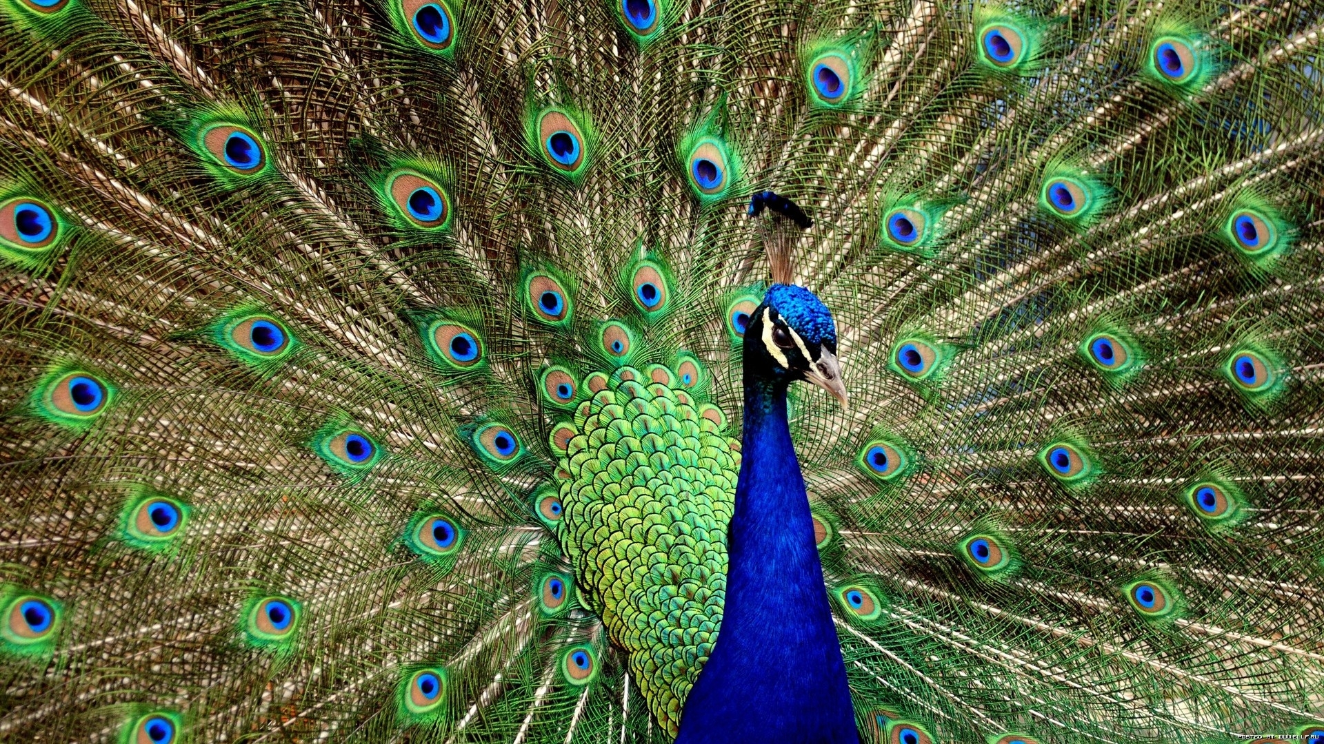 HD wallpaper peacocks, animals, birds