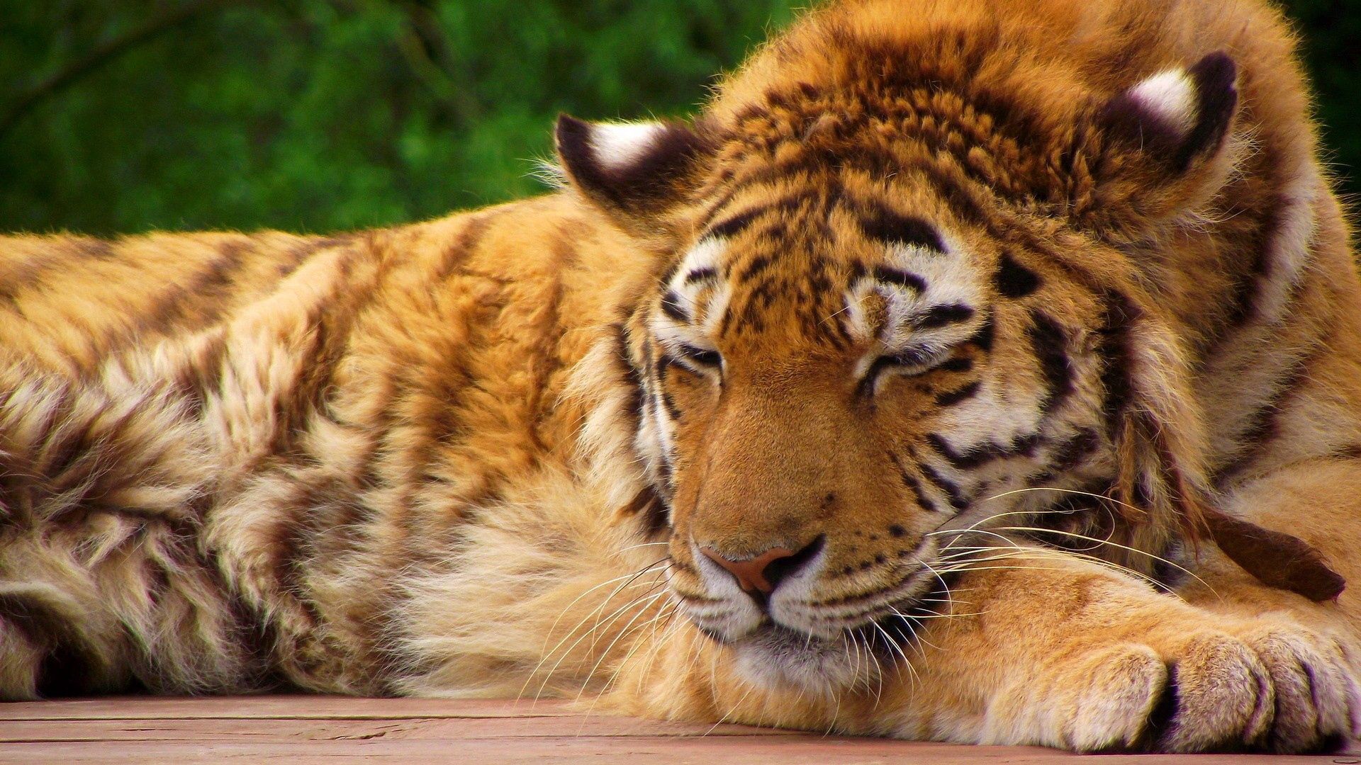 71084 baixar imagens animais, focinho, listrado, gato grande, relaxamento, descansar, tigre - papéis de parede e protetores de tela gratuitamente