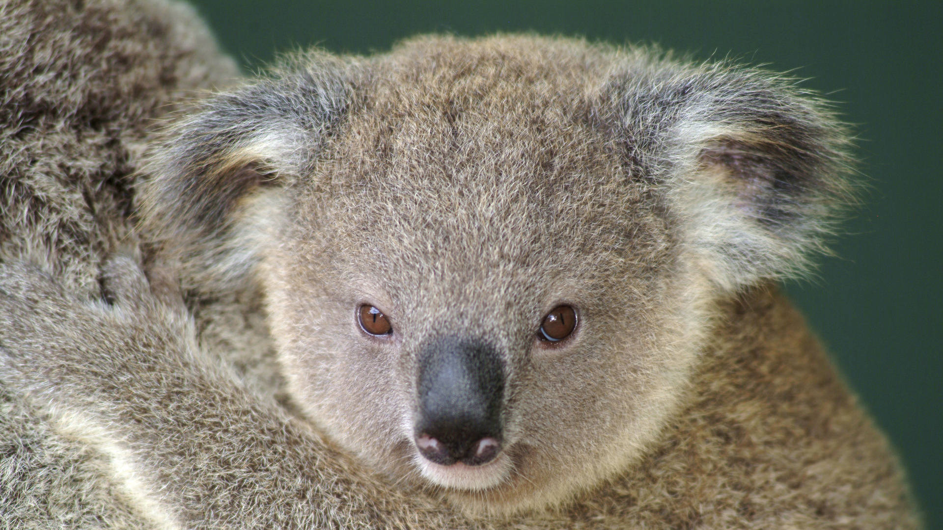 606410 скачать картинку животные, коала - обои и заставки бесплатно