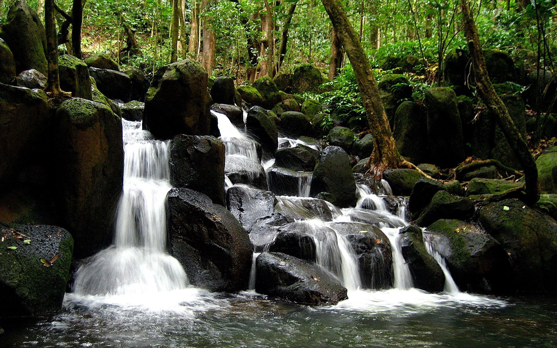 android flows, streams, nature, water, trees, stones, waterfall, forest, trunks