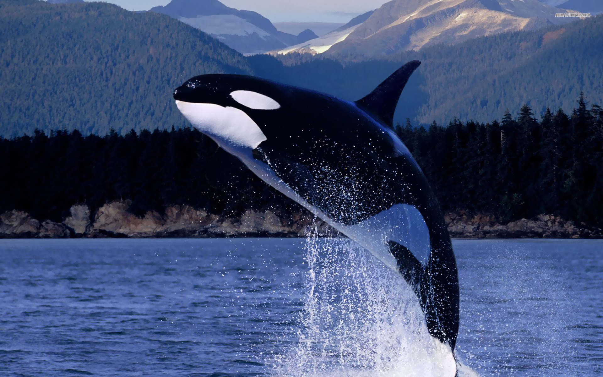 537055壁紙のダウンロード動物, 鯨, 違反, シャチ-スクリーンセーバーと写真を無料で