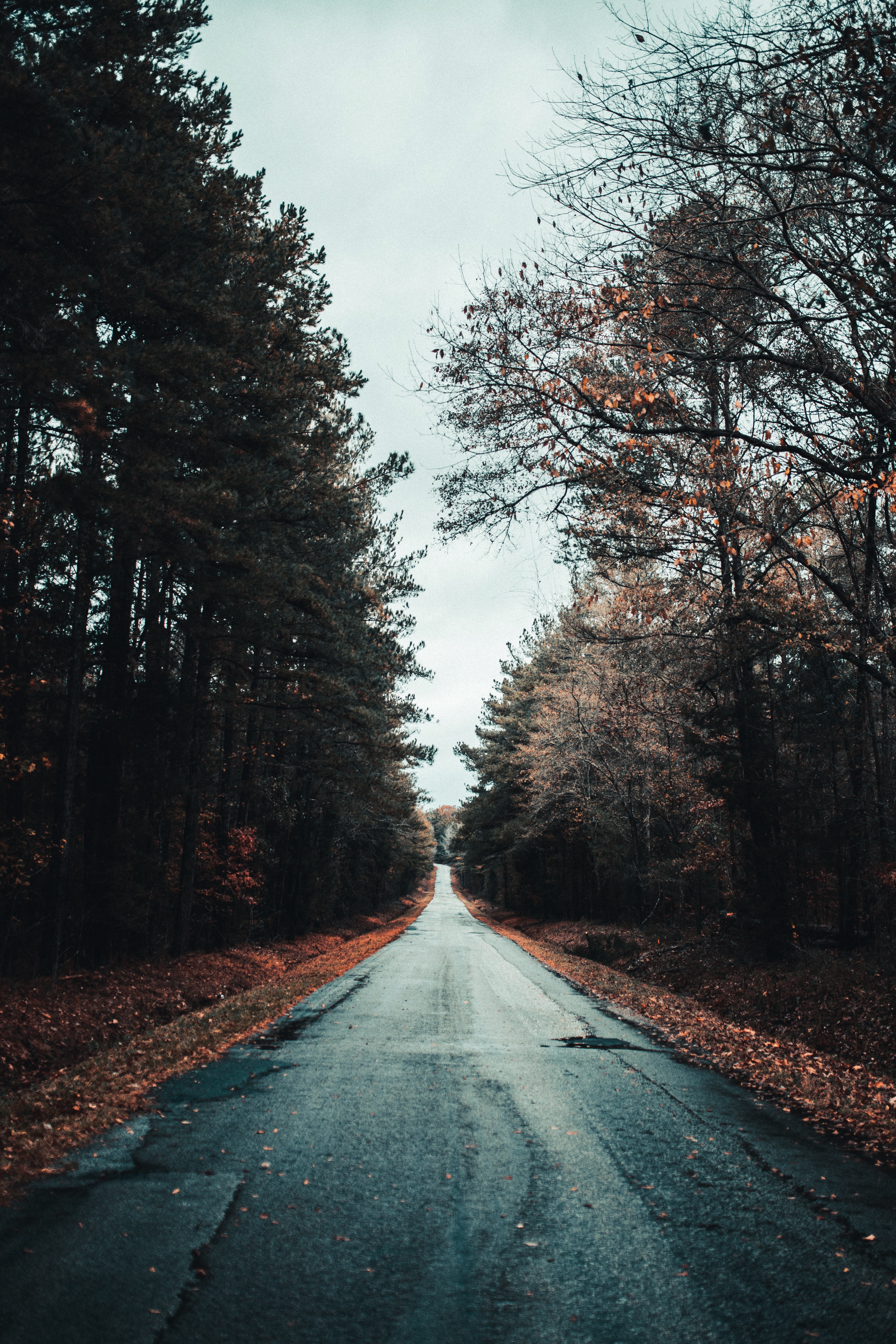 Download mobile wallpaper Autumn, Trees, Foliage, Asphalt, Nature, Road for free.
