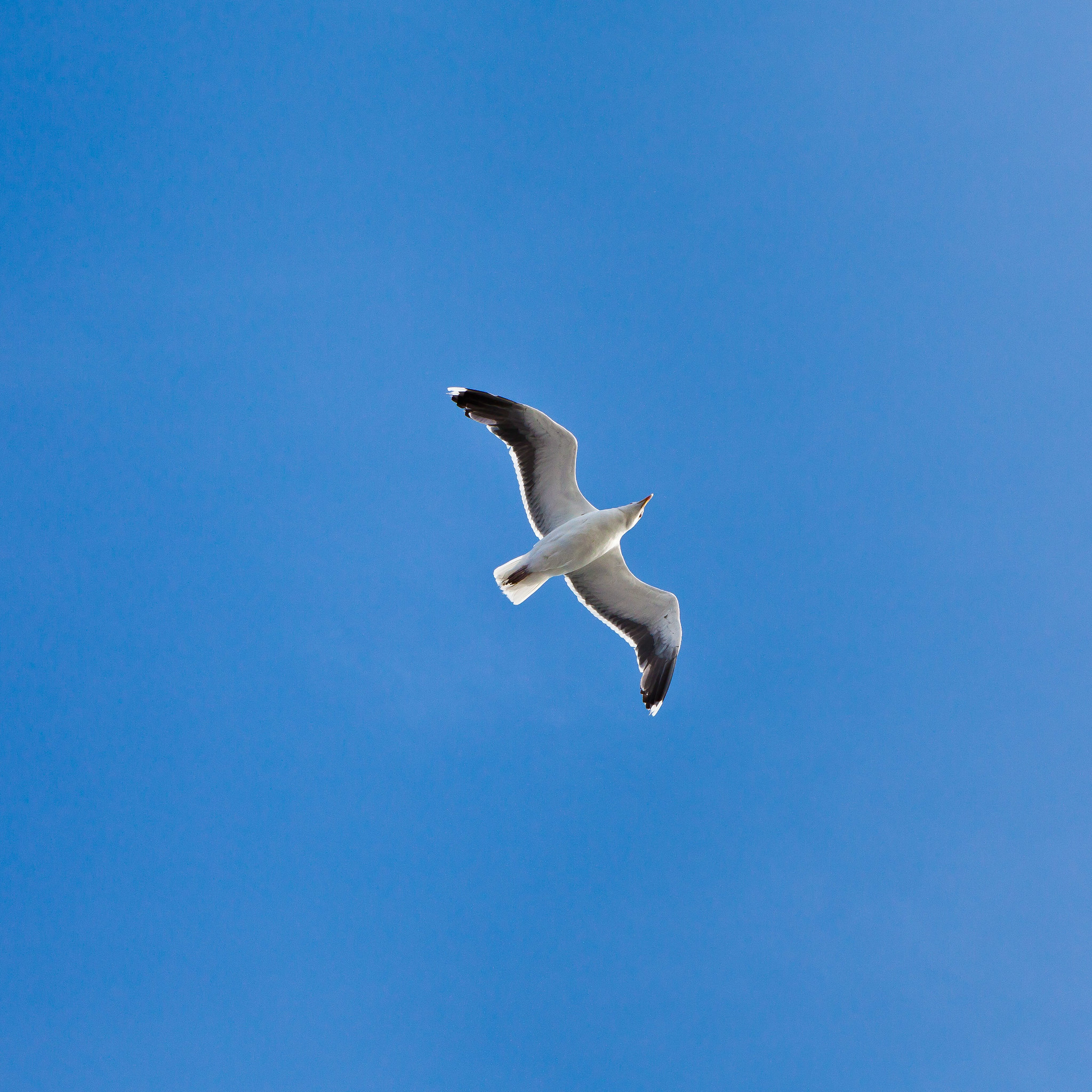 animals, flight, gull, seagull, wings