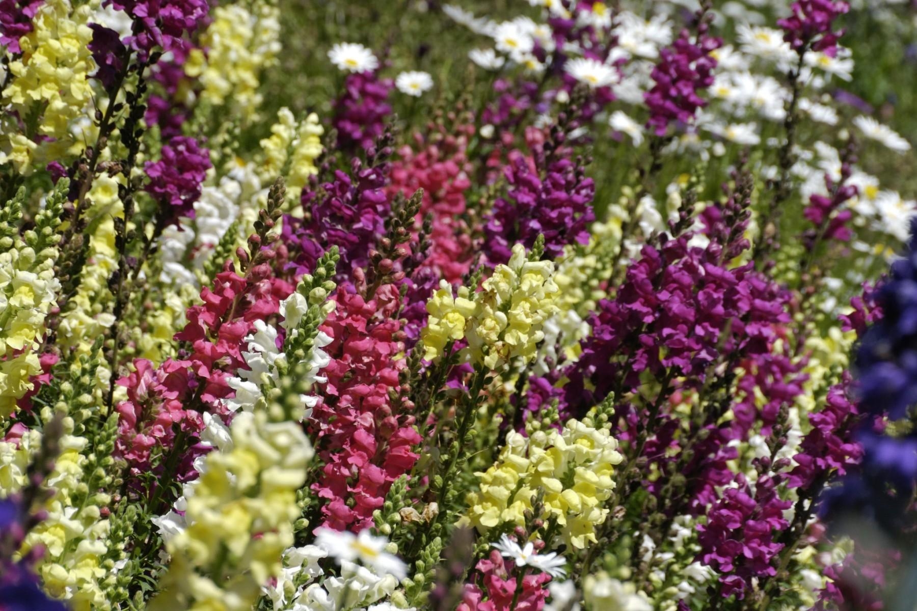 flowers, multicolored, motley, sharpness, snapdragon