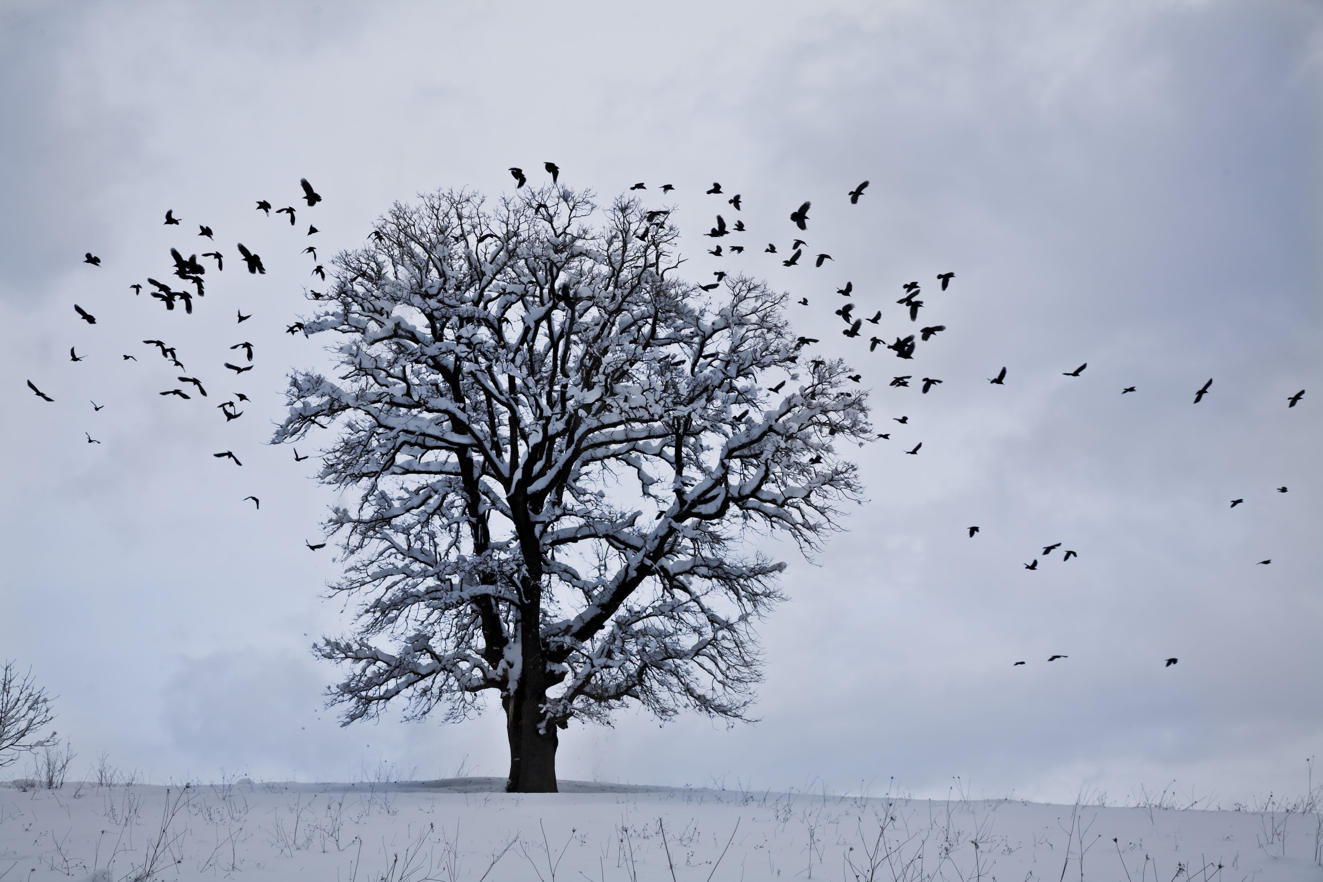 Download mobile wallpaper Wood, Snow, Tree, Winter, Nature, Birds for free.