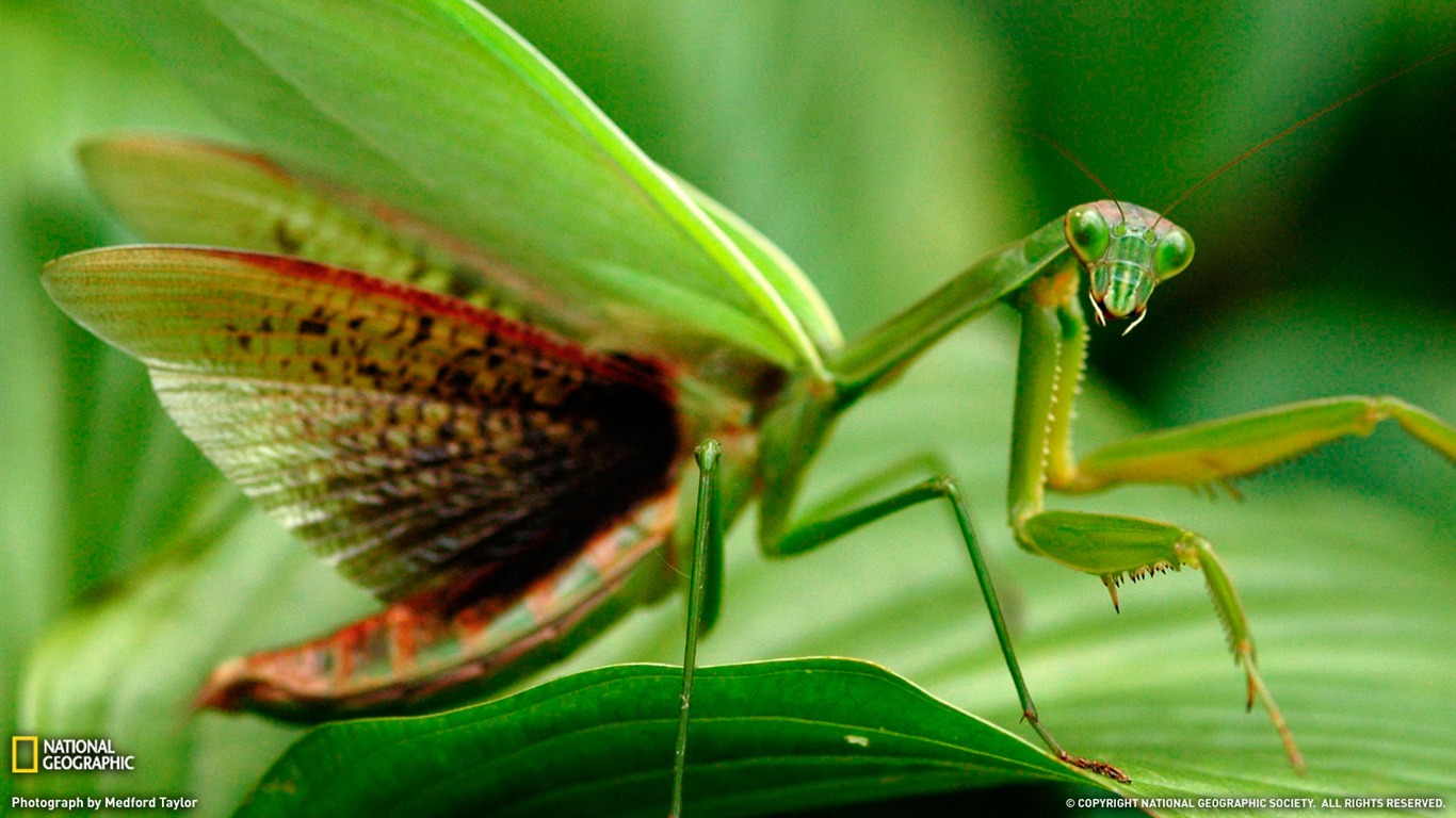 animal, praying mantis, insects wallpaper for mobile