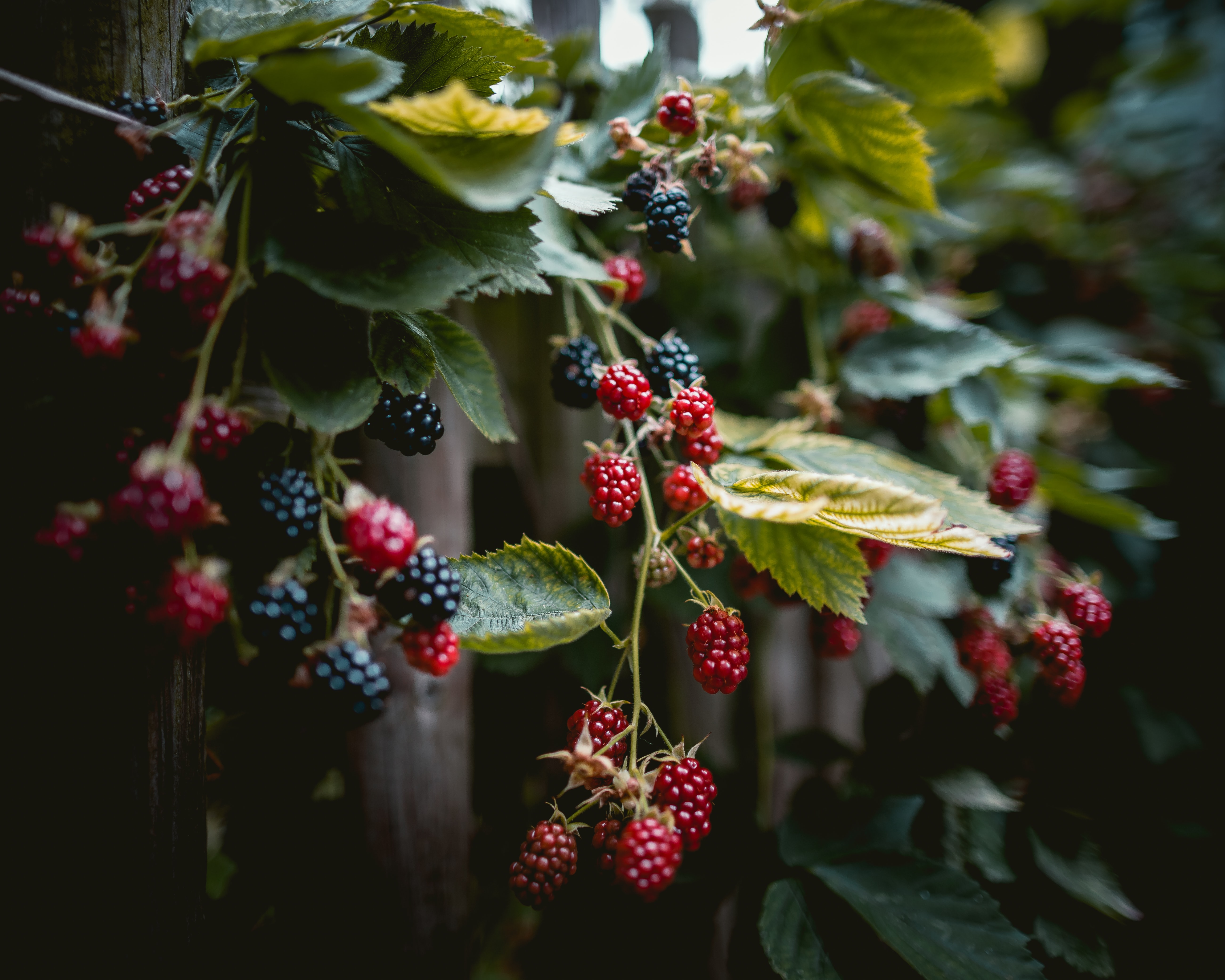 berries, branches, food, raspberry Full HD